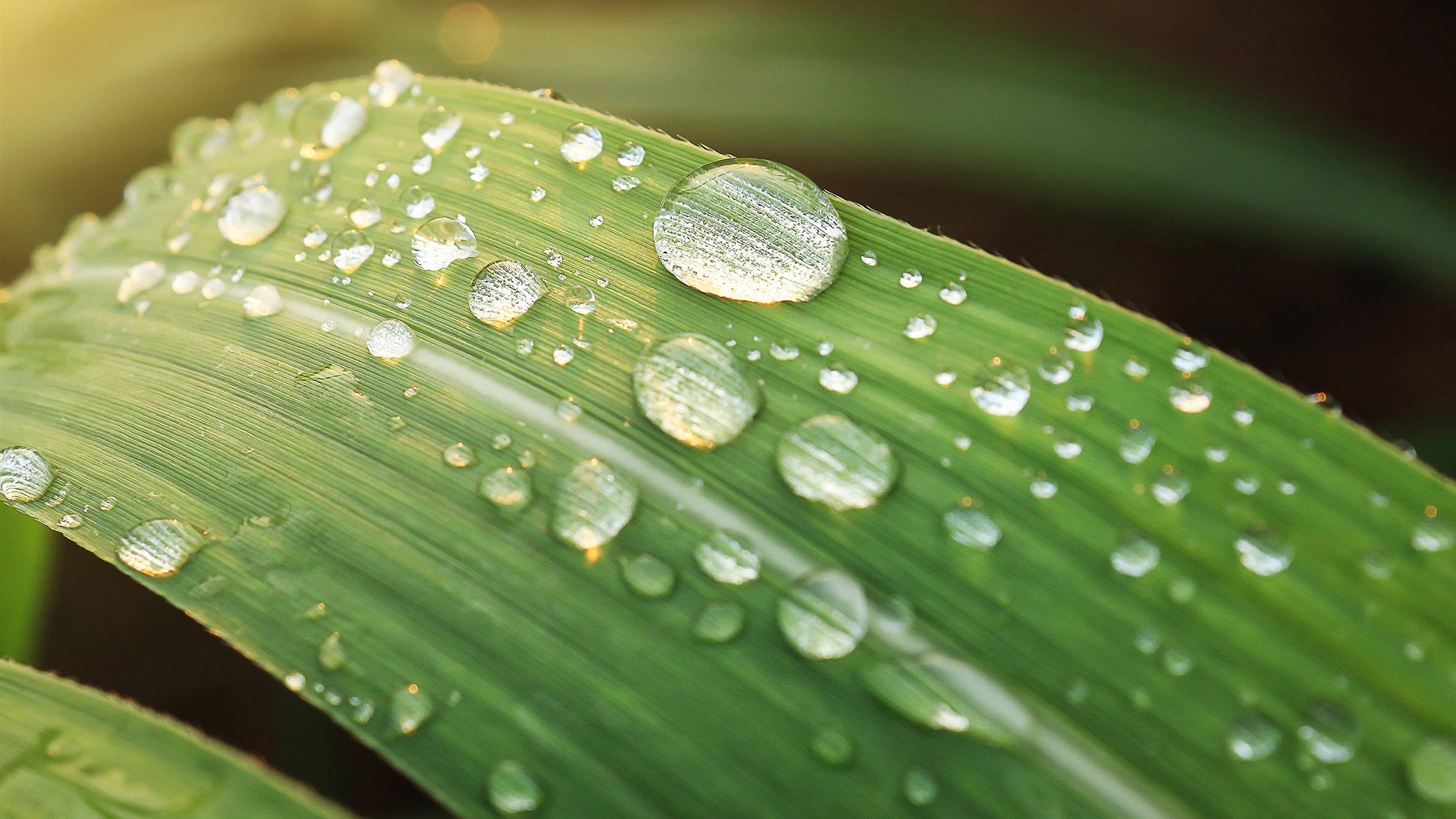 护眼壁纸 水珠 晨露 阳光 绿叶