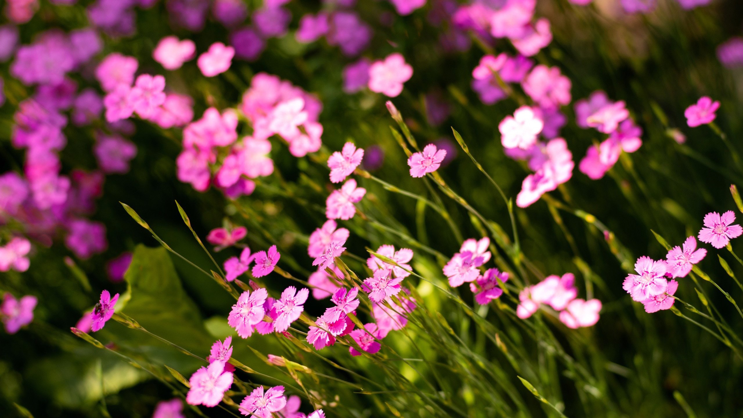 鸟语花香 小碎花 花丛