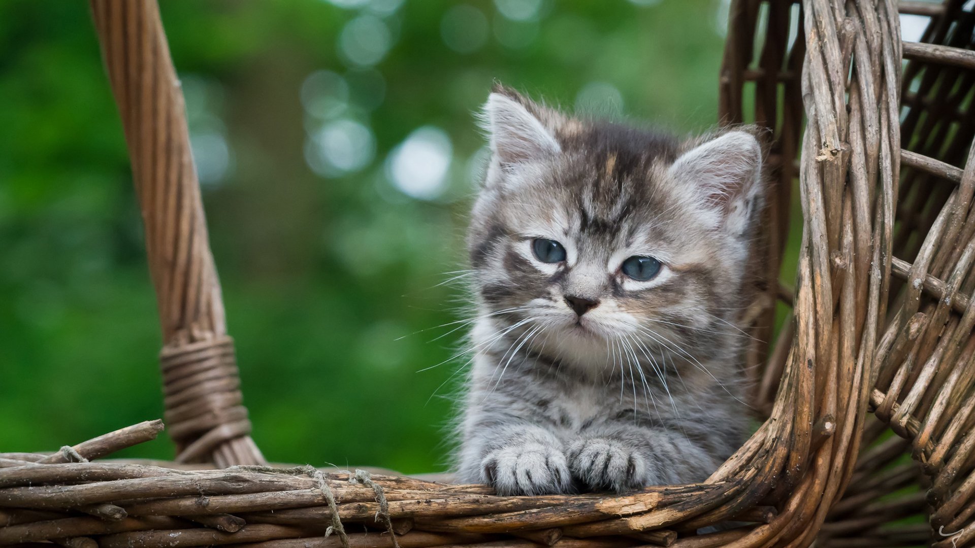 喵星人 小黑猫 可爱 呆萌