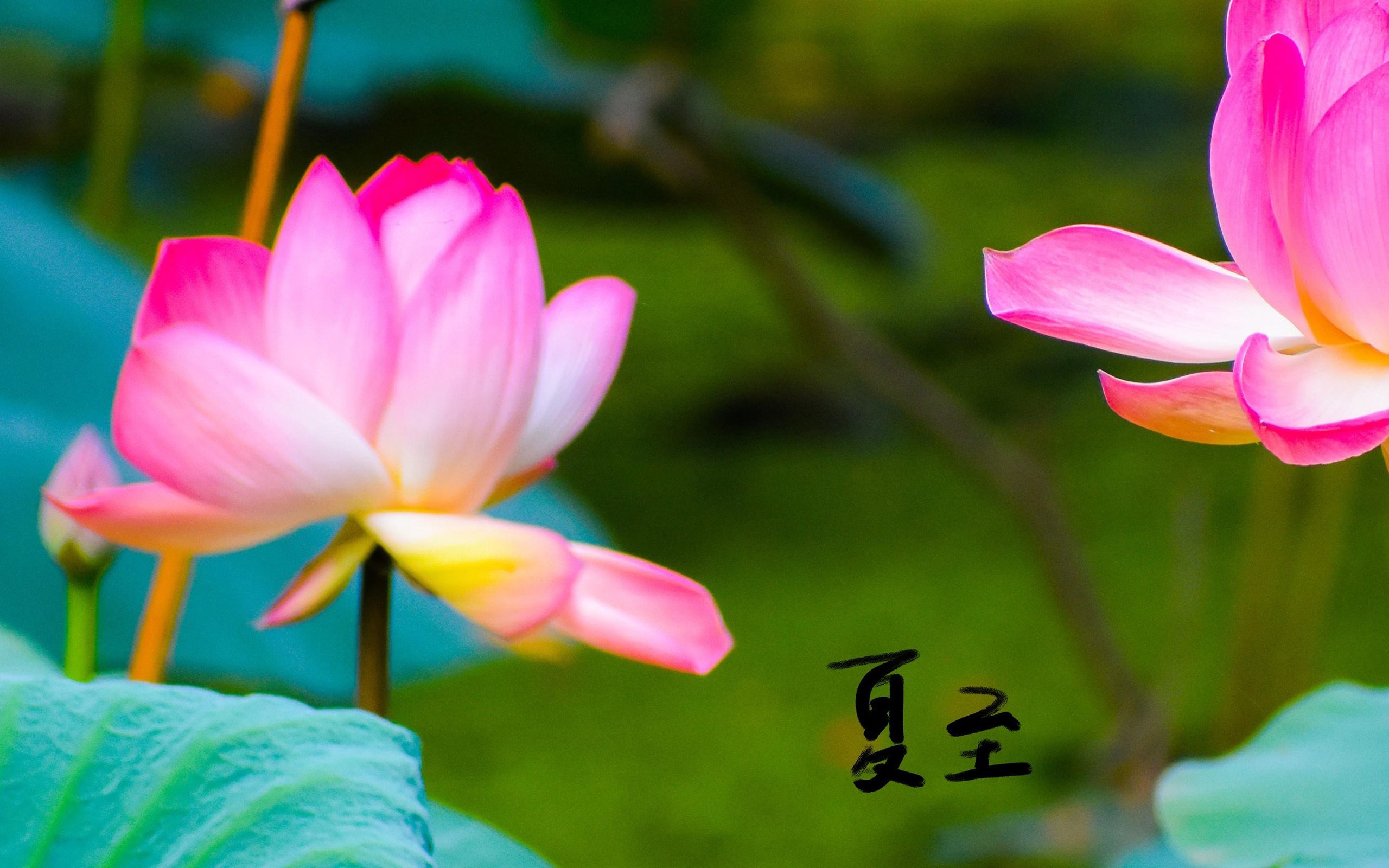 清新淡雅 清新 唯美 夏至 荷花