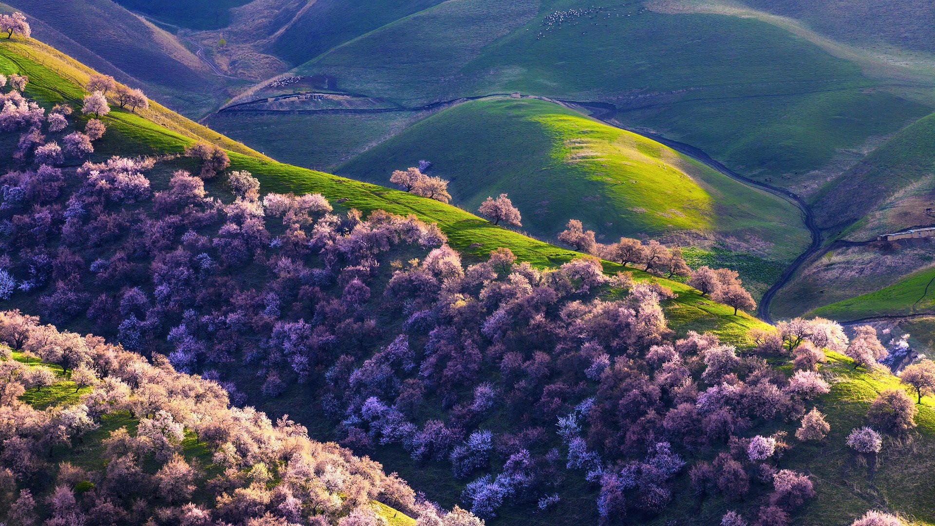 自然风光 新疆 新原野 杏林 美景