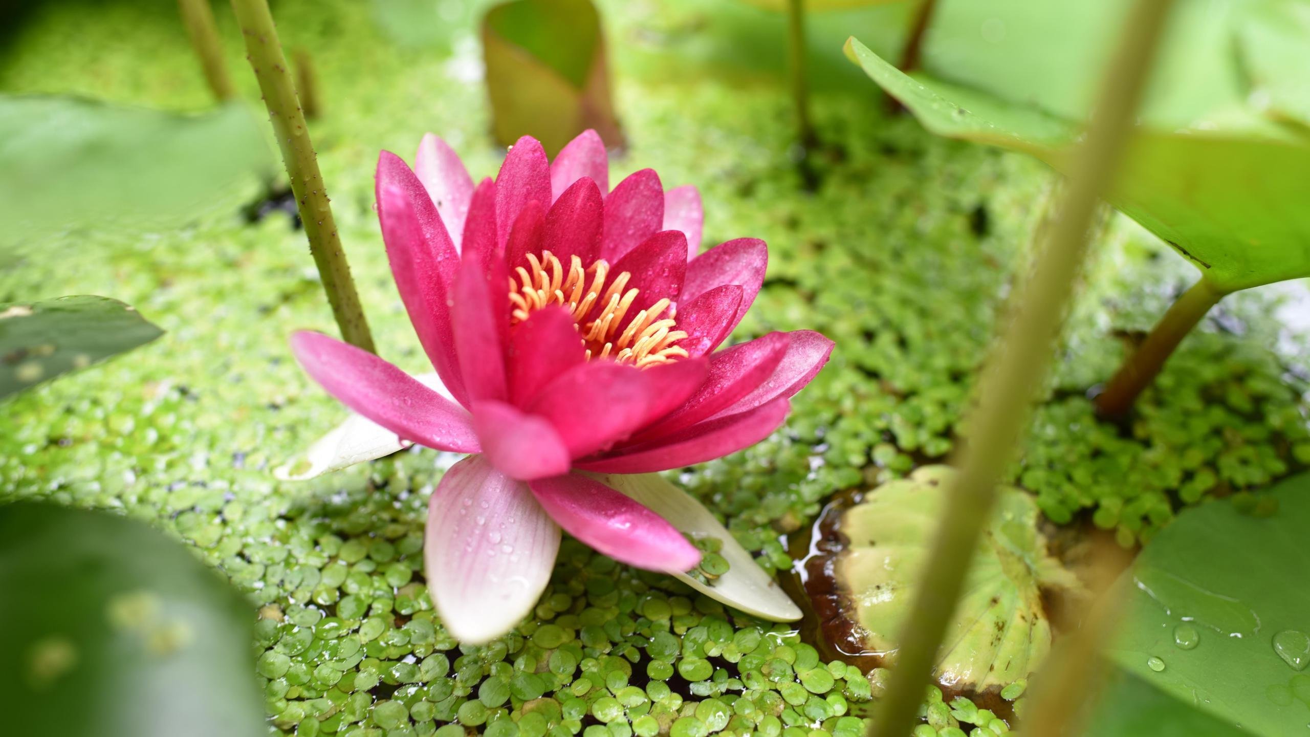 鸟语花香 荷花 睡莲 莲花