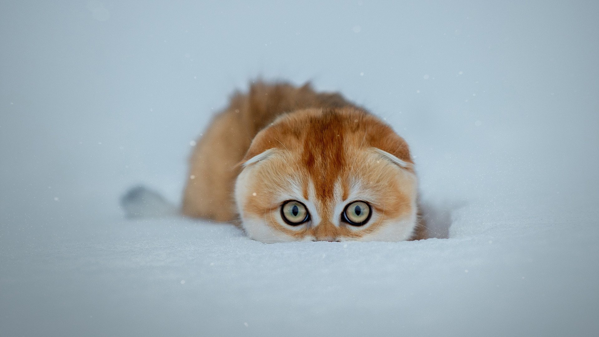 喵星人 雪地 无耳猫 可爱