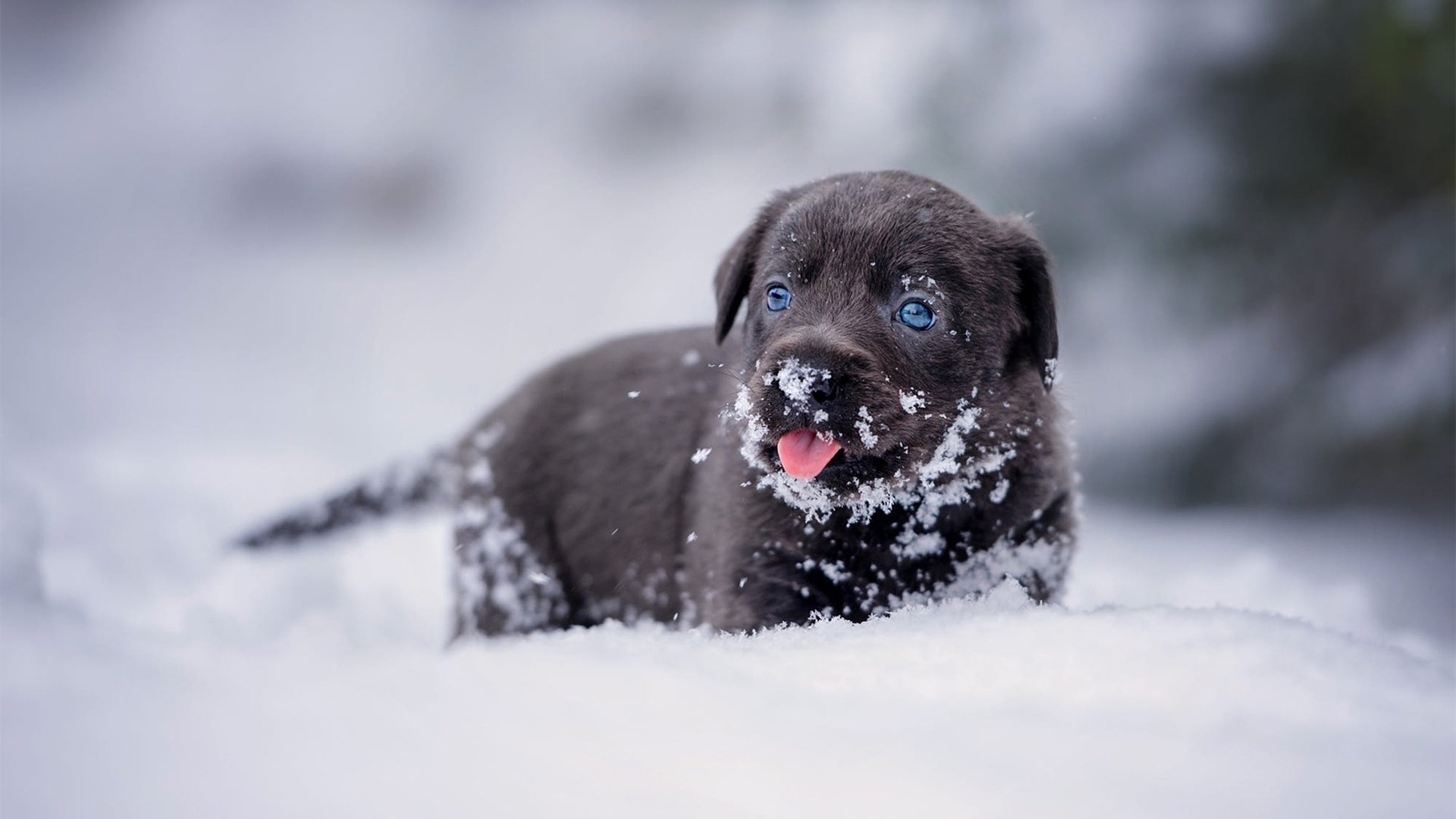 汪星人 雪地 小狗