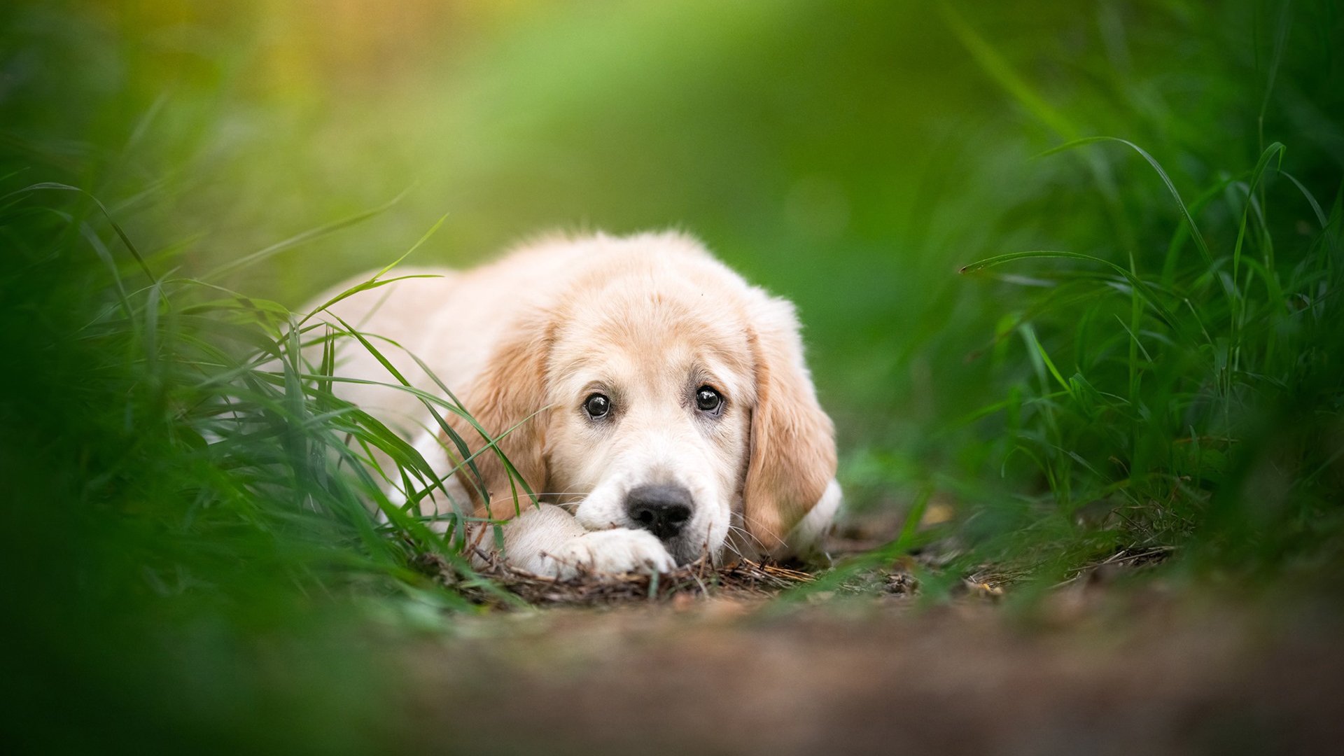 汪星人 匍匐的小狗 可爱狗狗