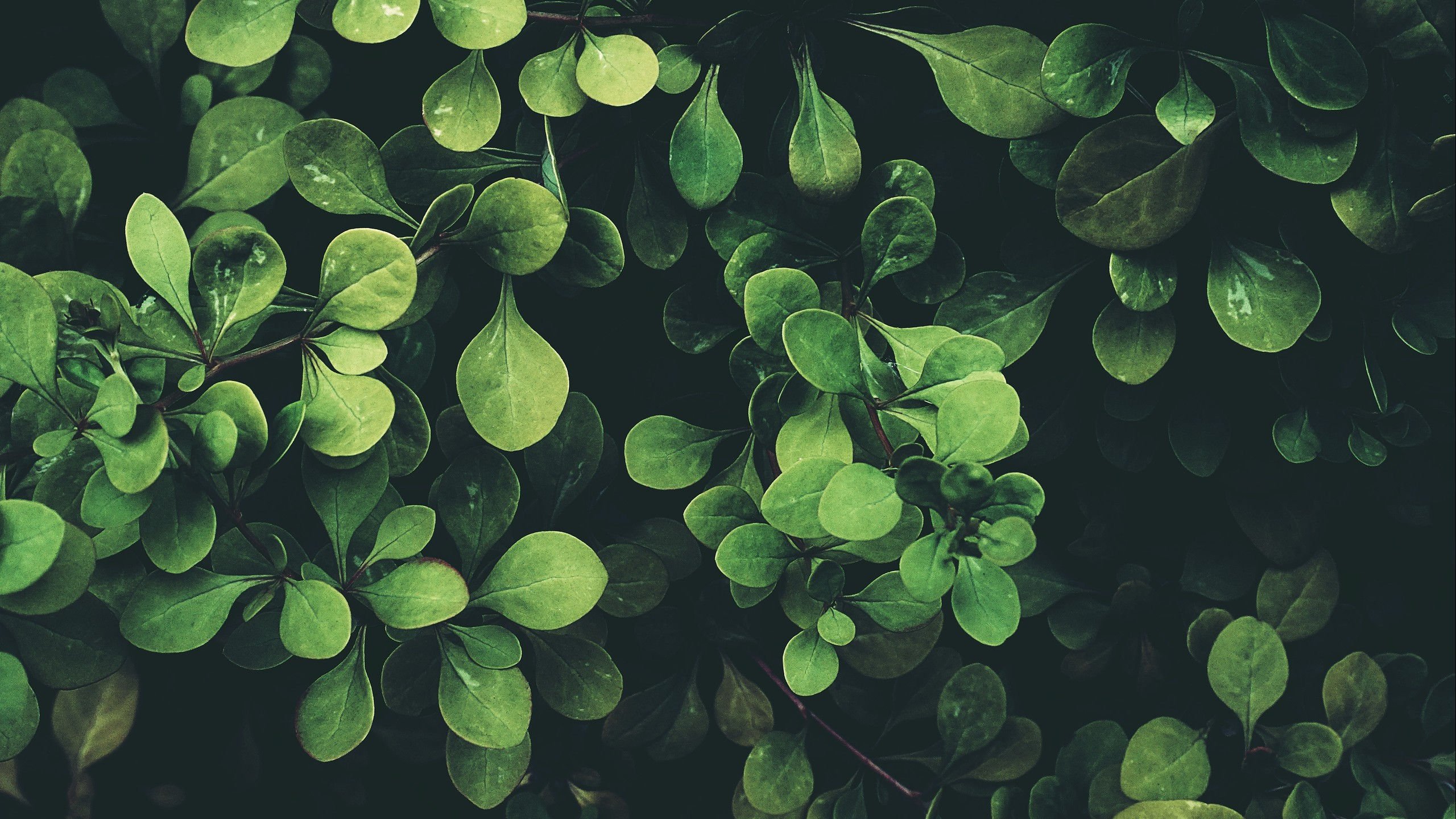 护眼壁纸 绿叶 翠绿