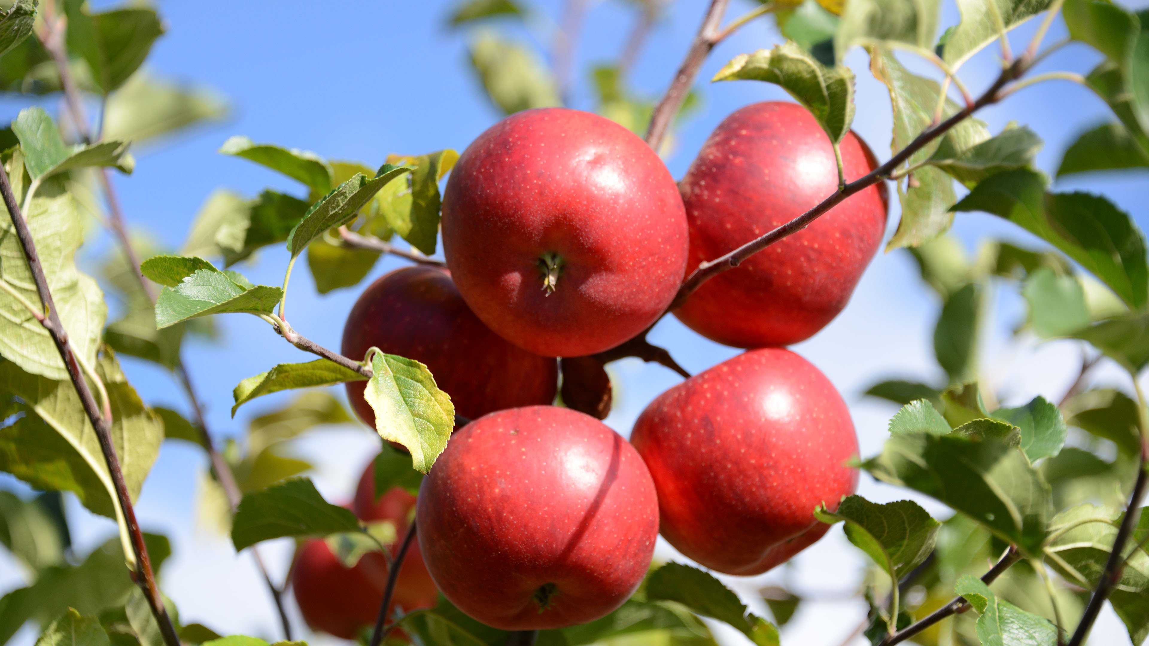 动感水果 苹果 苹果树 红苹果