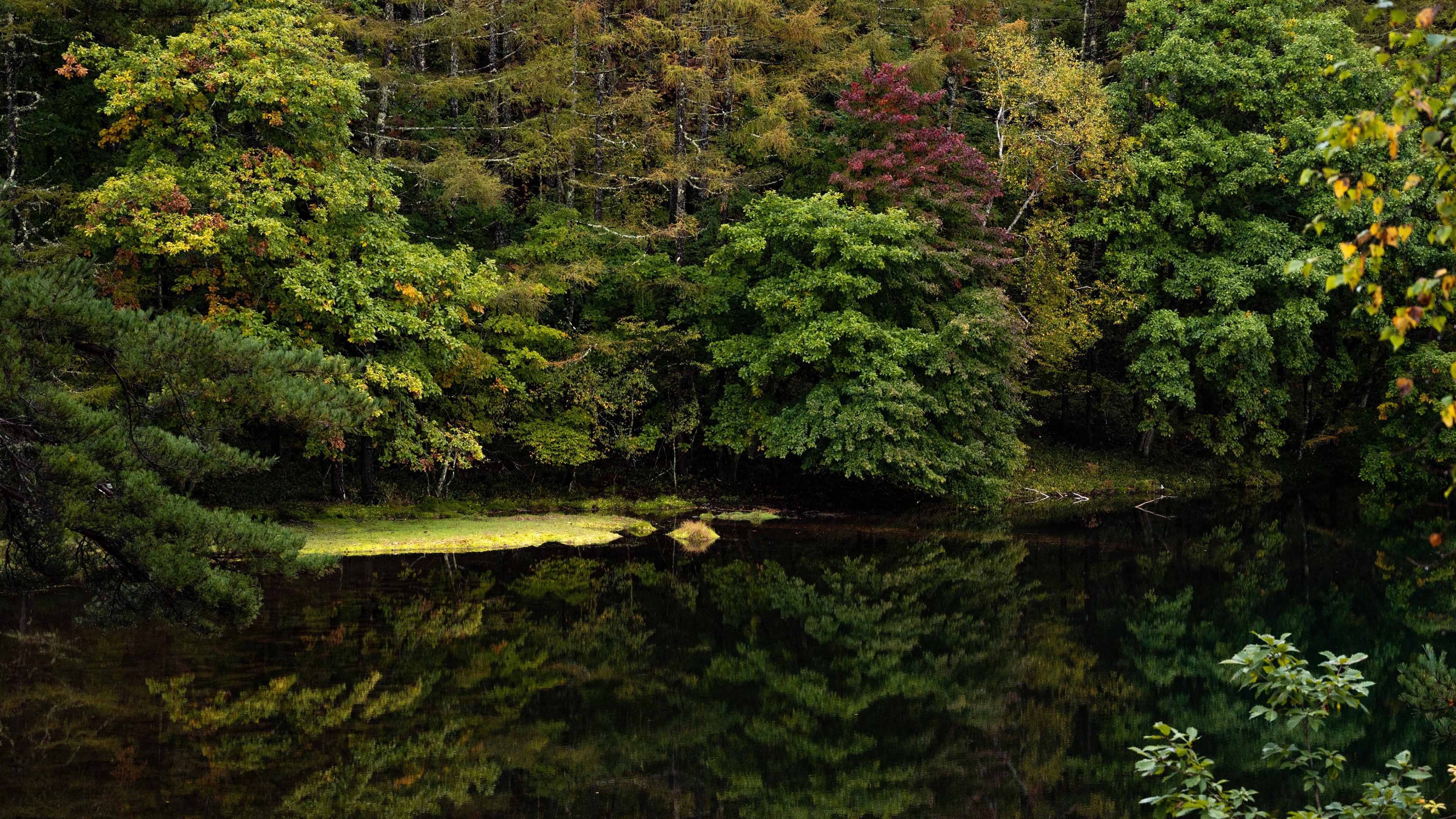 炎炎夏日 池塘 湖 倒影 树林