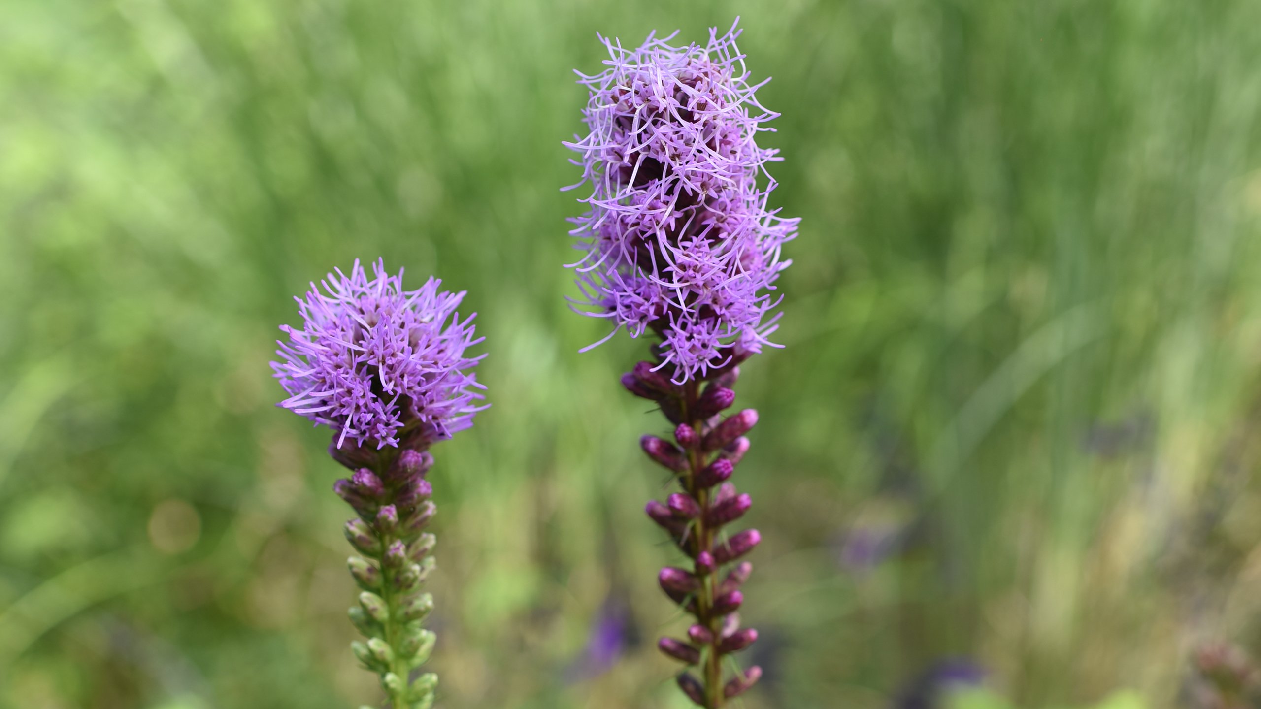 娇艳欲滴 上海花博会 蛇鞭菊