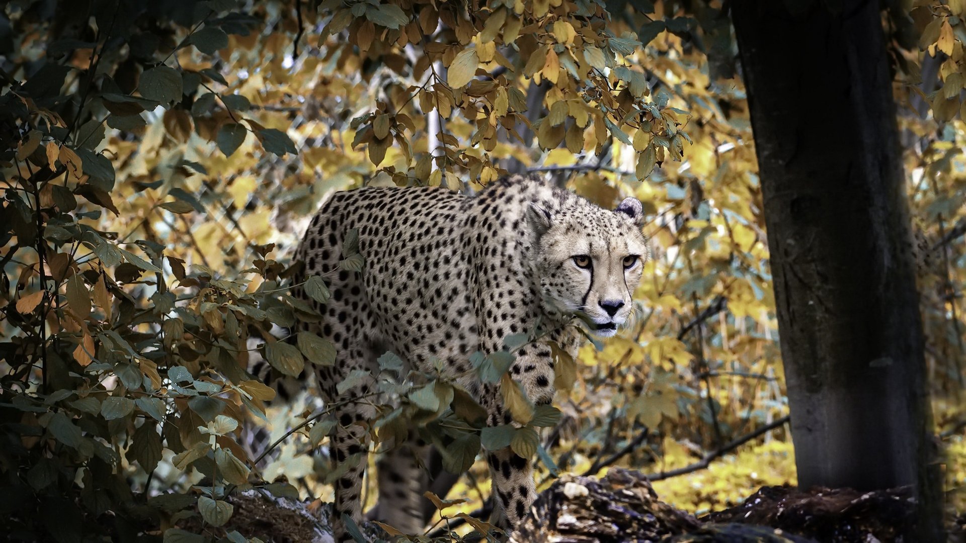 野生动物 豹 树林 隐蔽