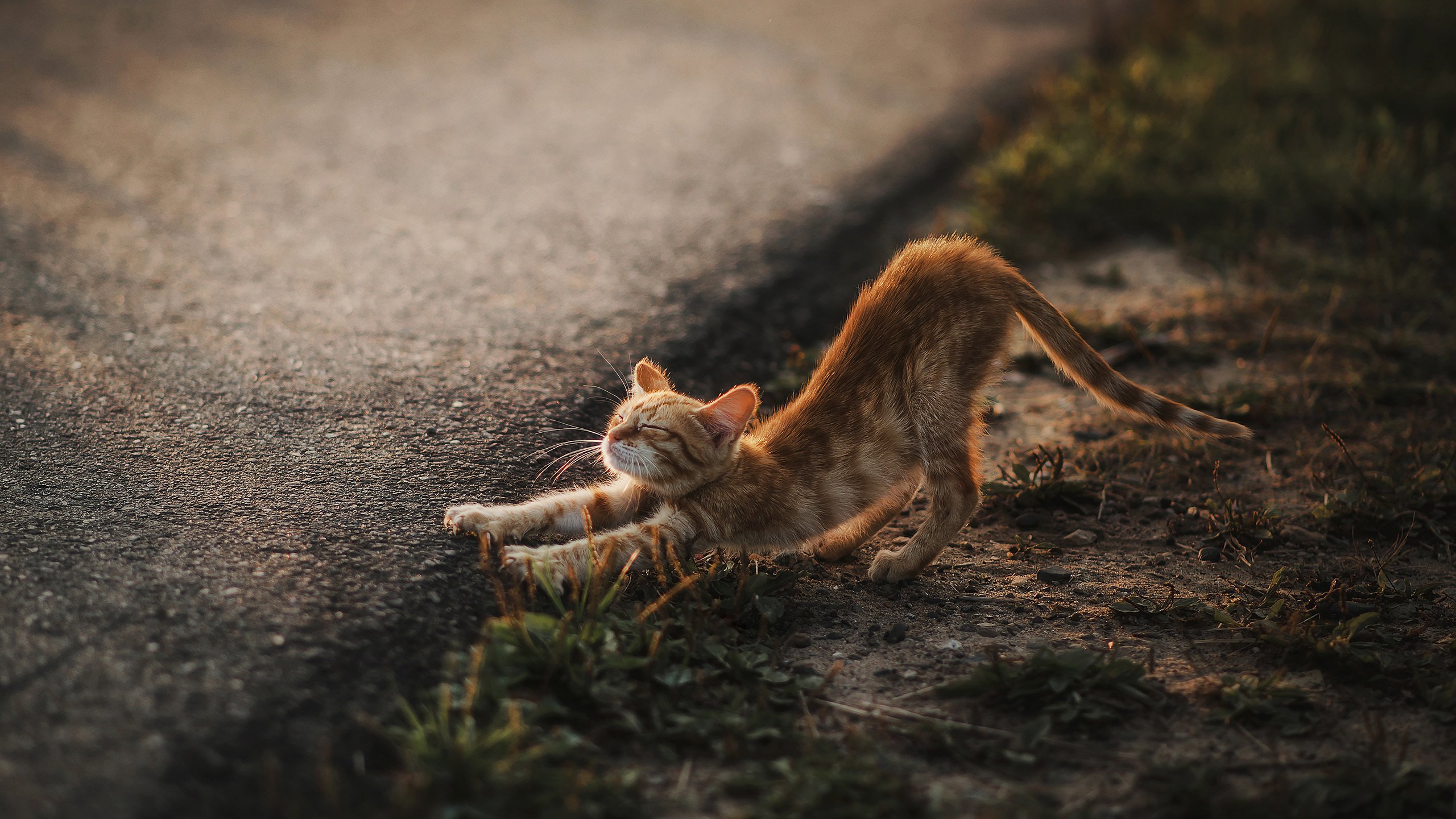 喵星人 小黄猫 伸懒腰