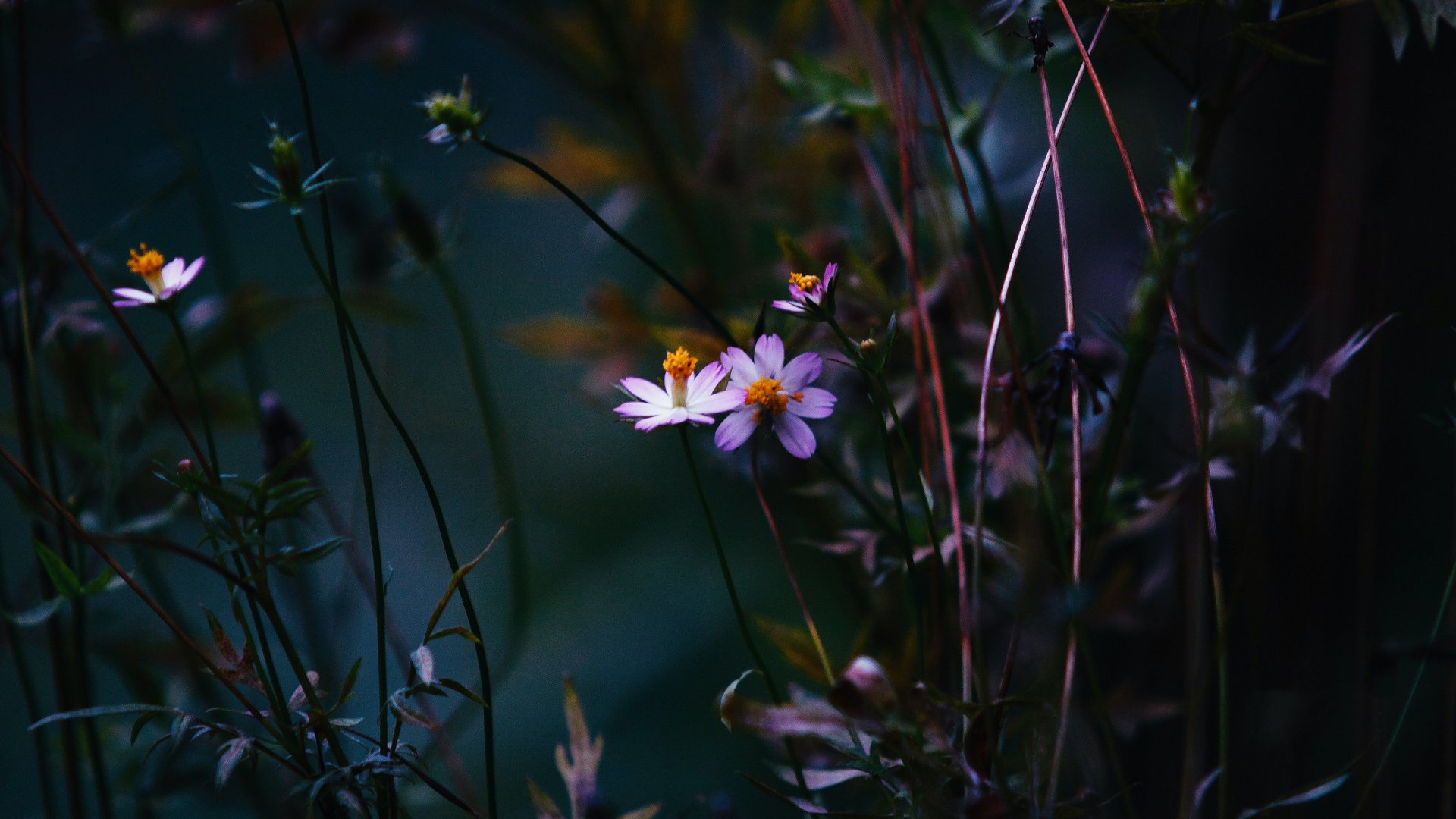 护眼壁纸 小野花 雏菊