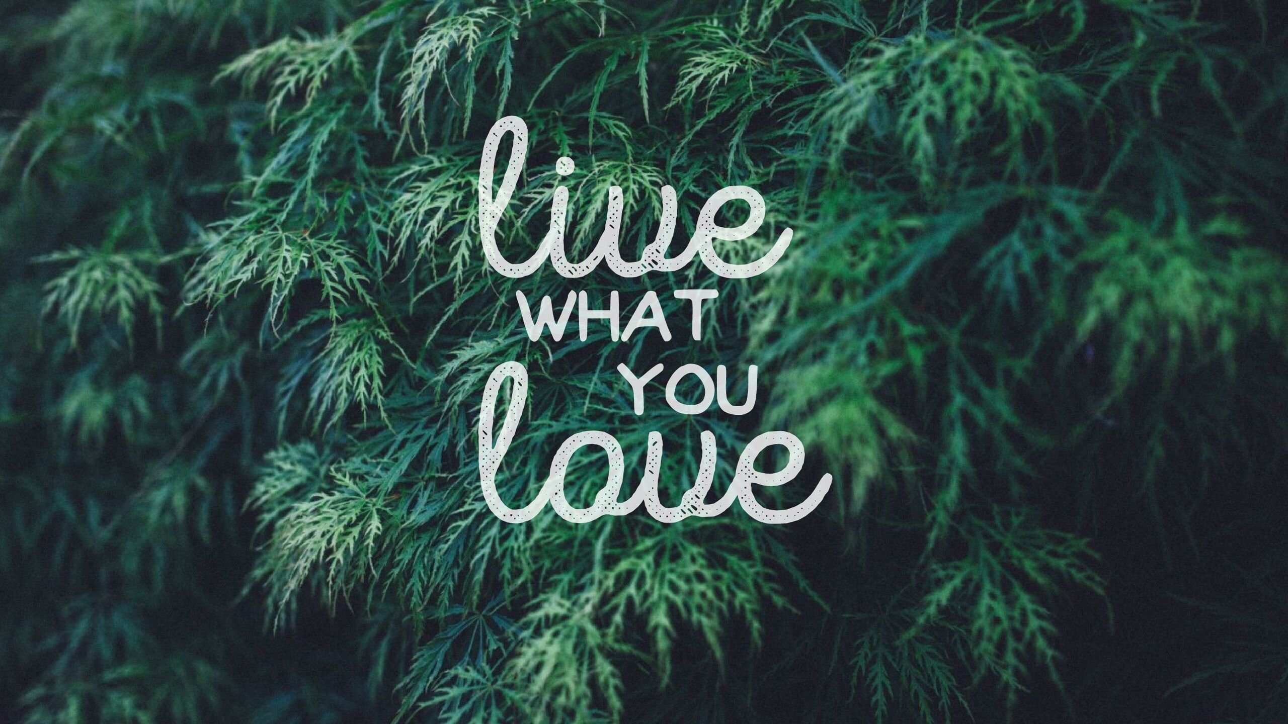 舒缓压力 love you 绿色 植物