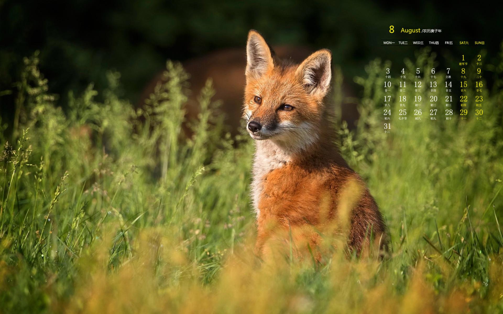月历 日历 2020年8月