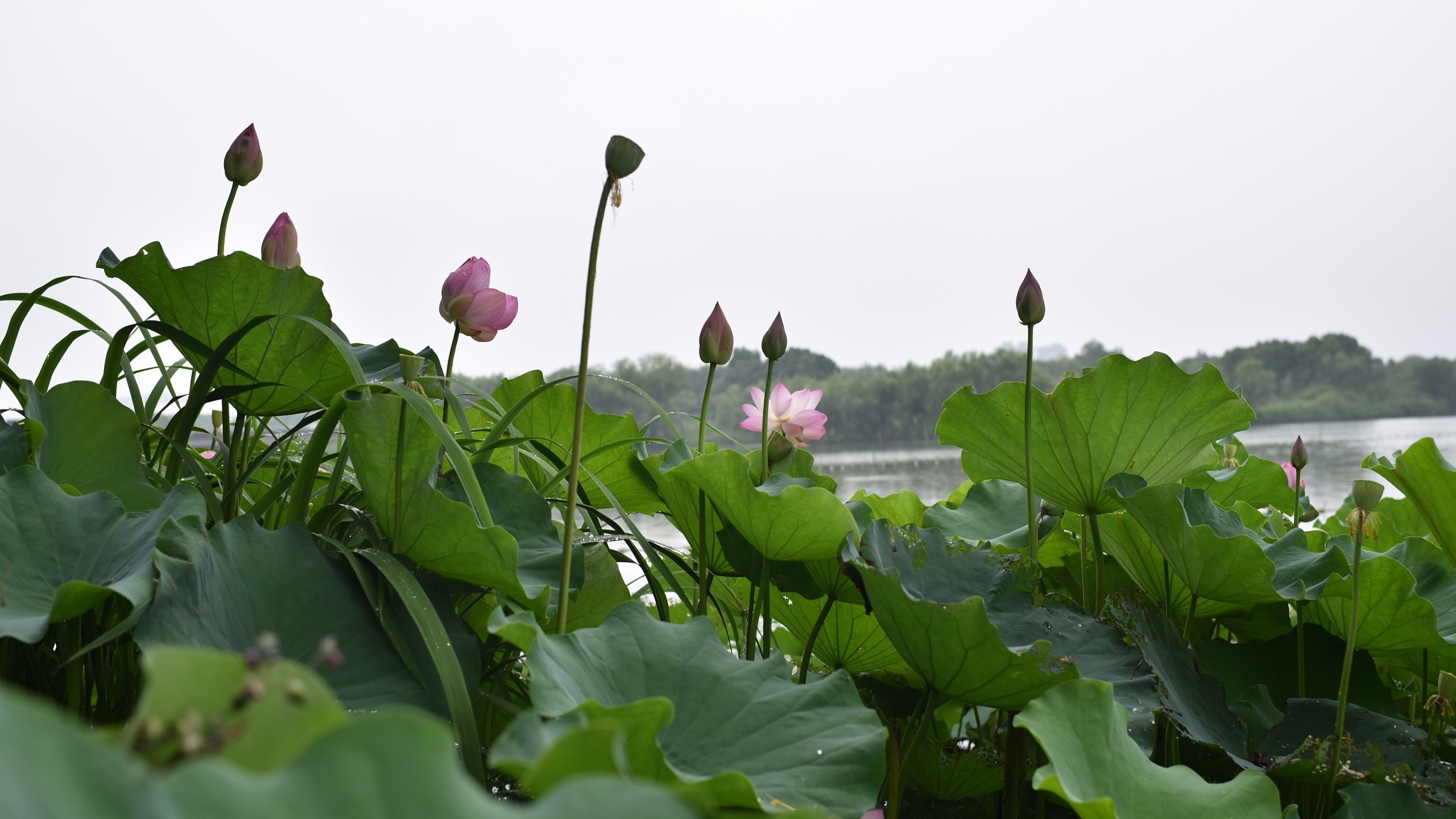植物乐园 荷花 荷叶 夏天