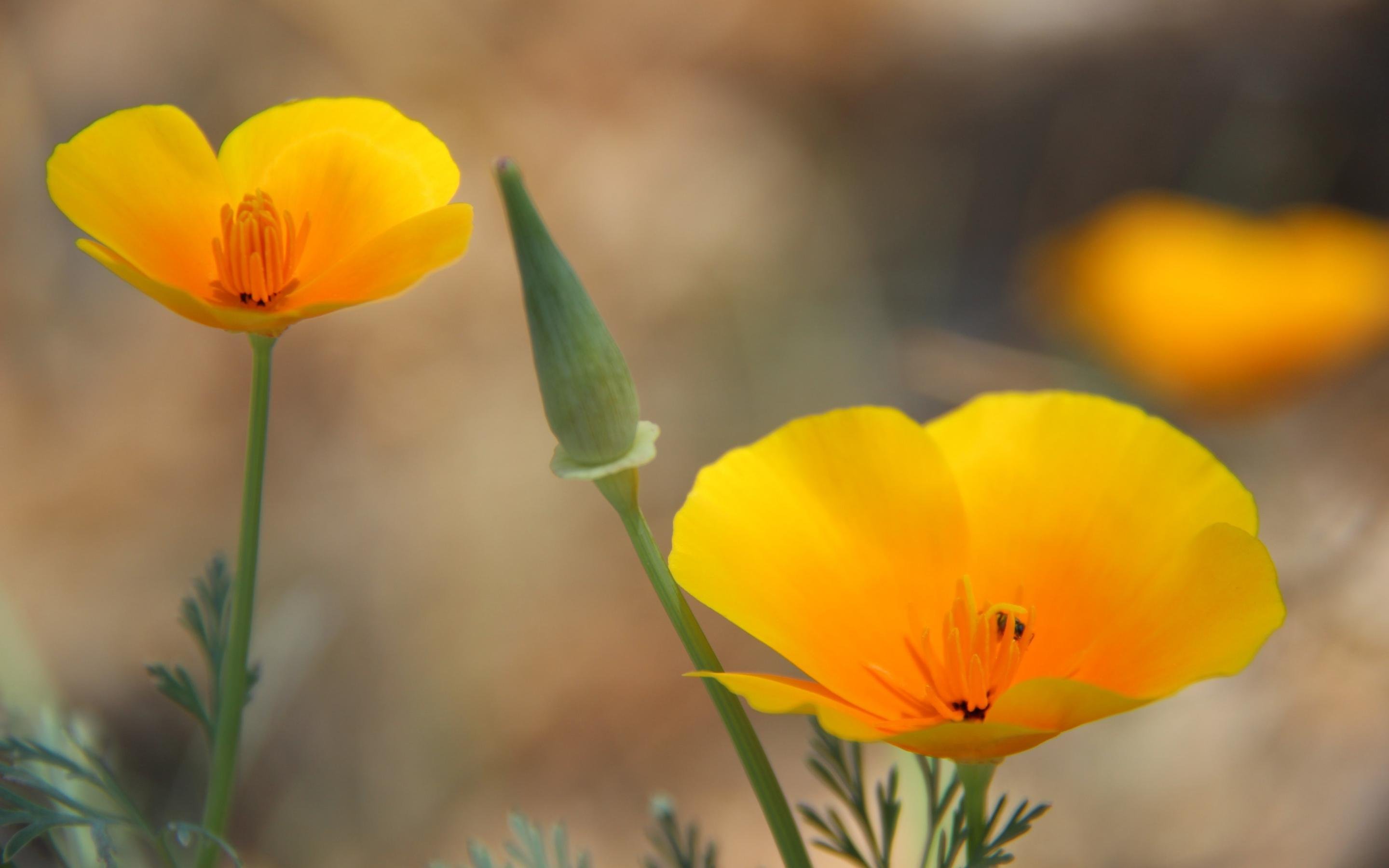 清新淡雅 迷人 橙色 花卉