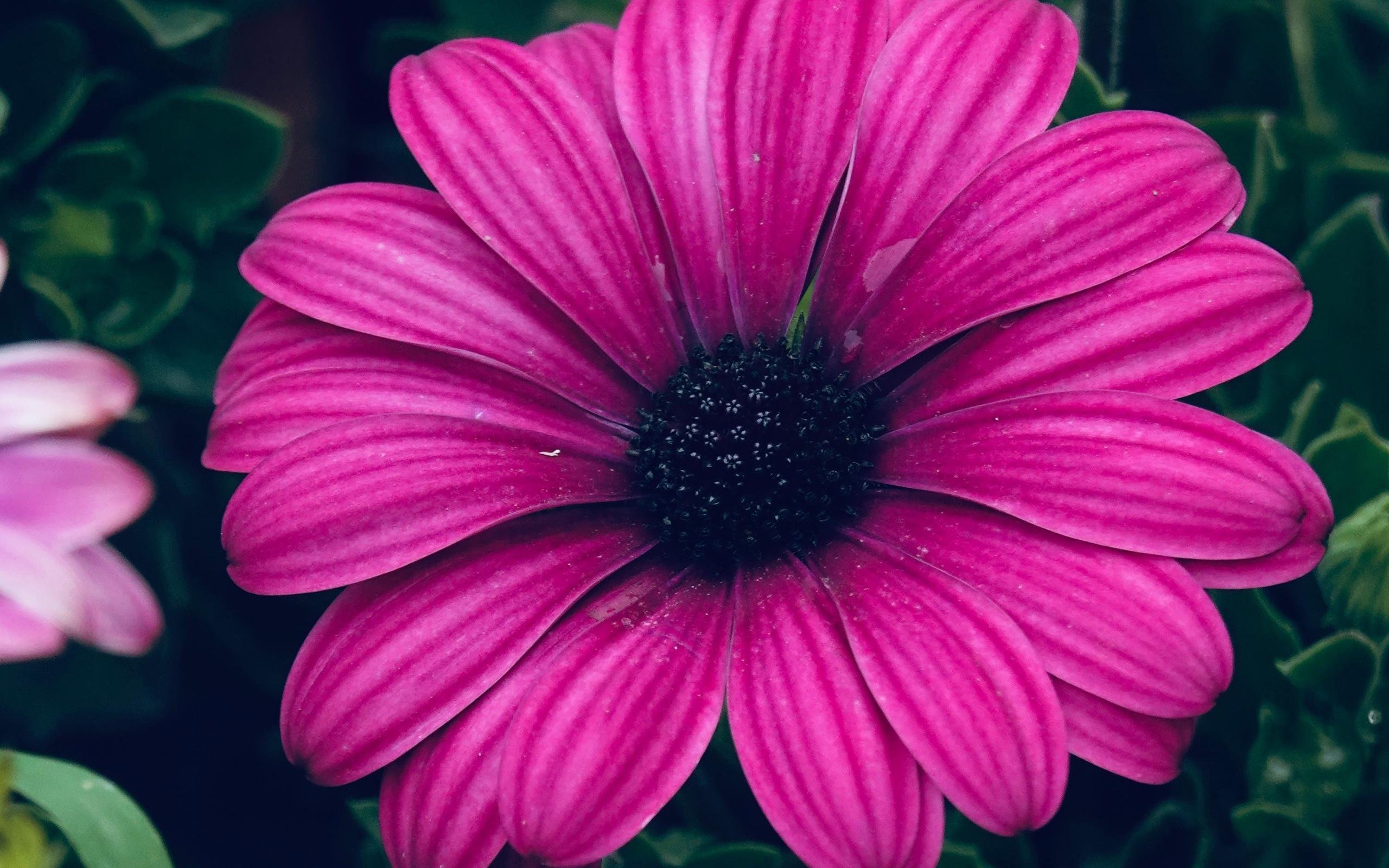 清新淡雅   蓝目菊  鲜艳迷人