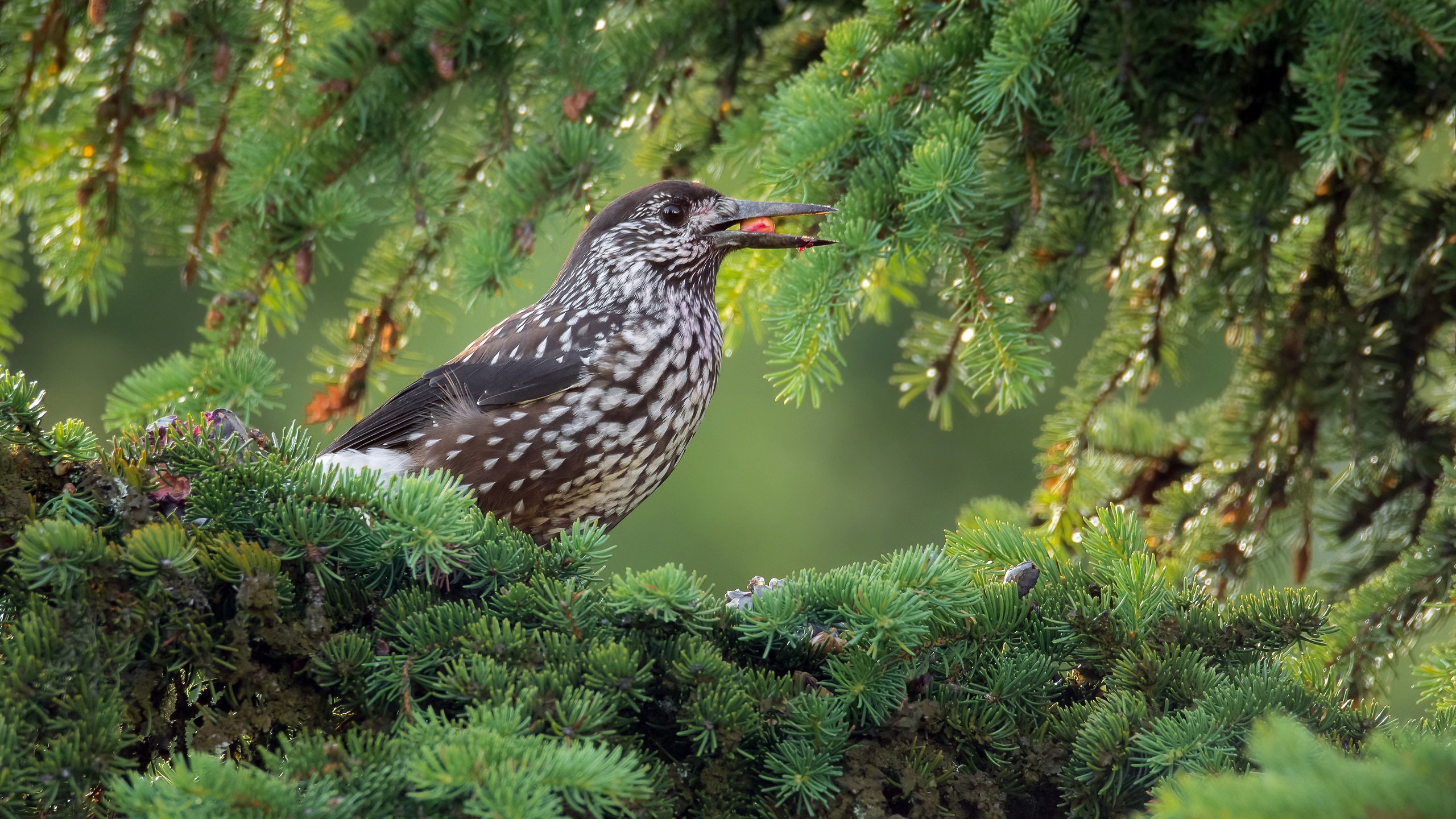 小鸟天地 松树 枝头鸟