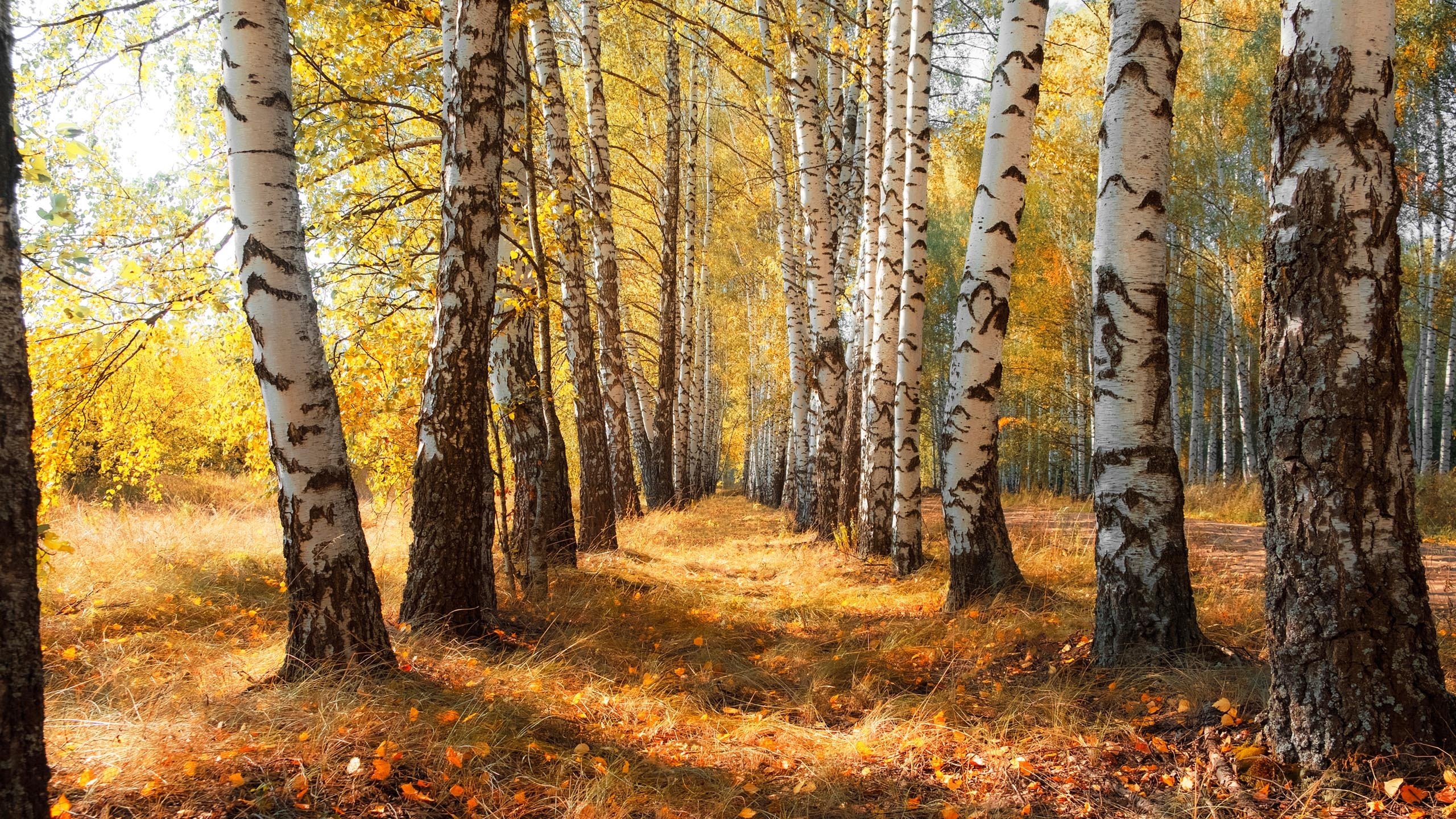 秋意正浓 树林 枯草 金秋