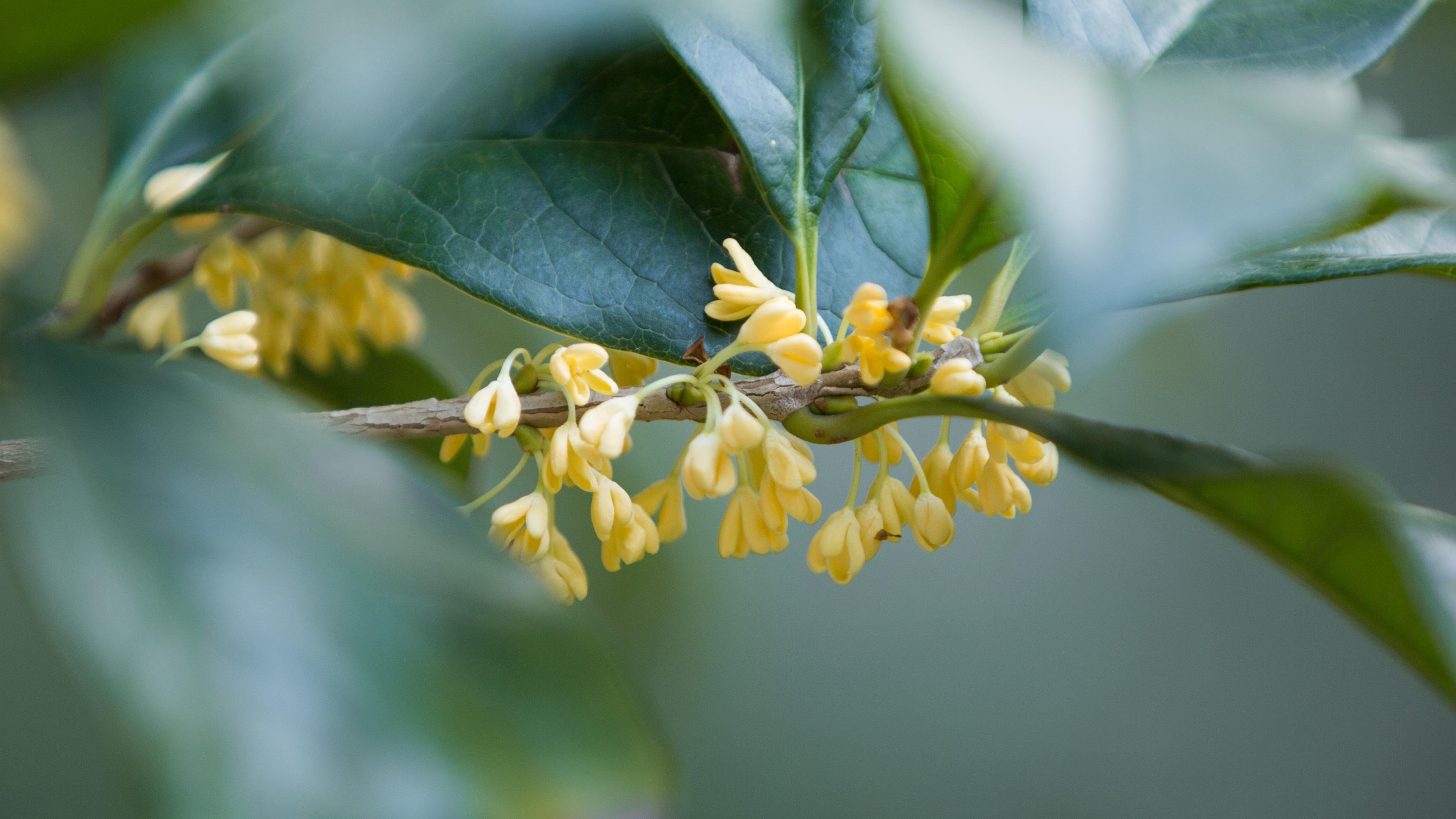唯美桂花  清新迷人