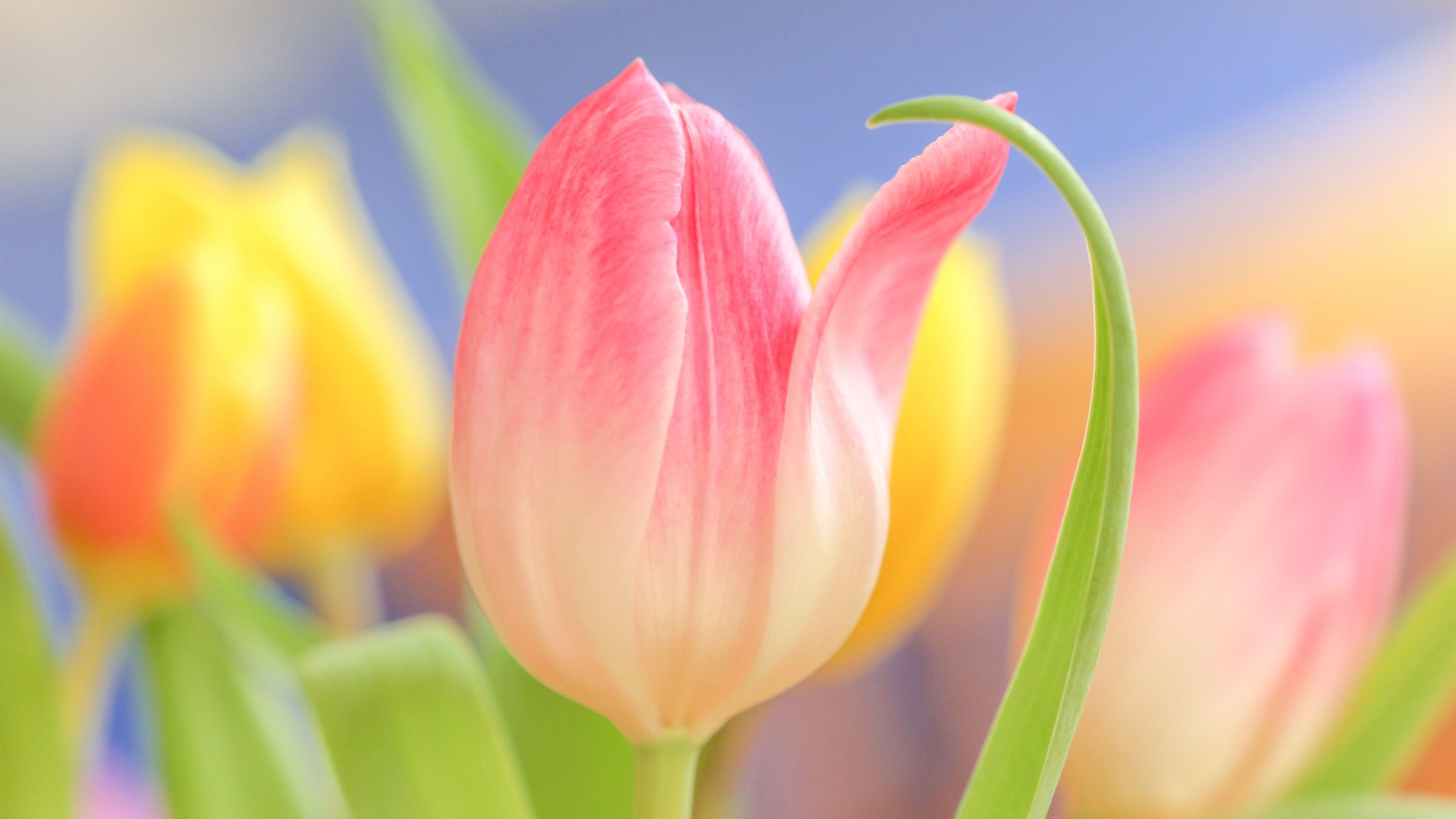 娇艳欲滴 郁金香 艳丽