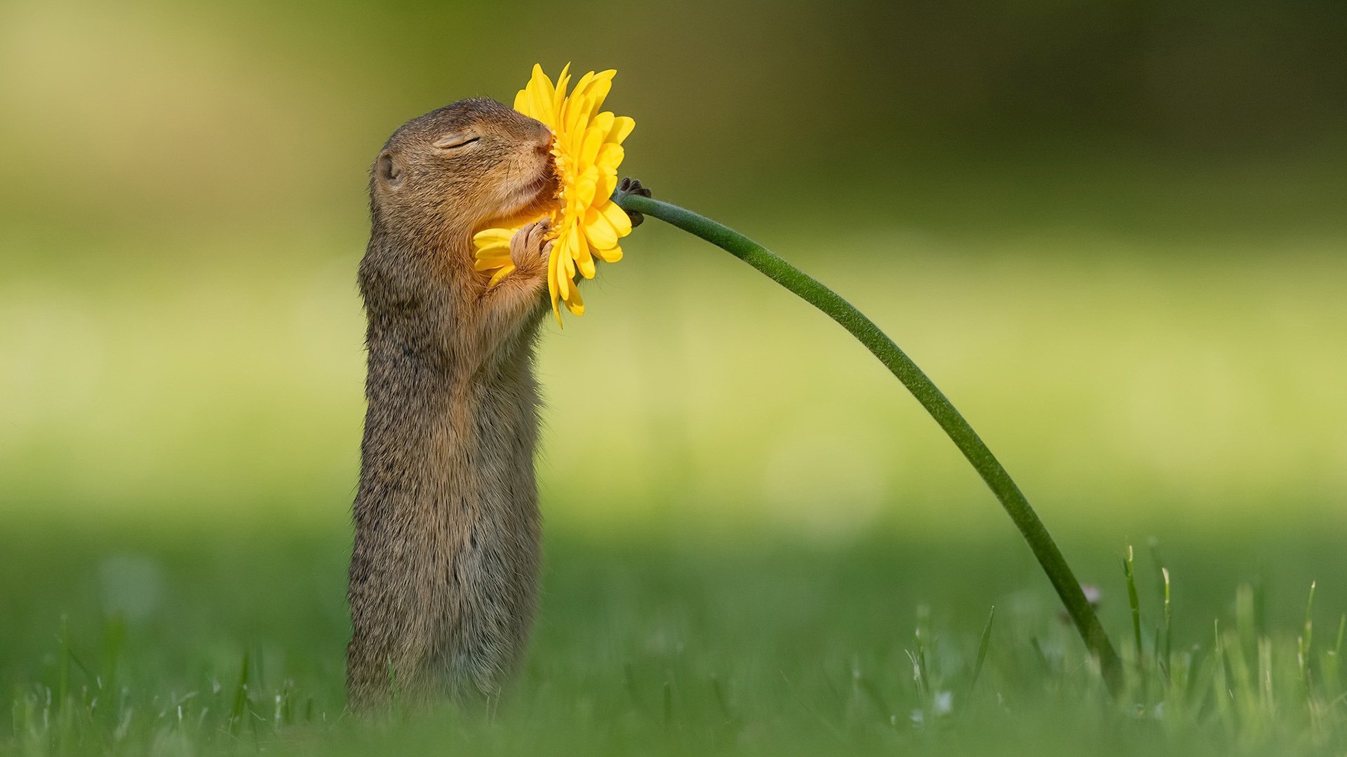 野生动物 鼹鼠 小雏菊 鲜花 草地
