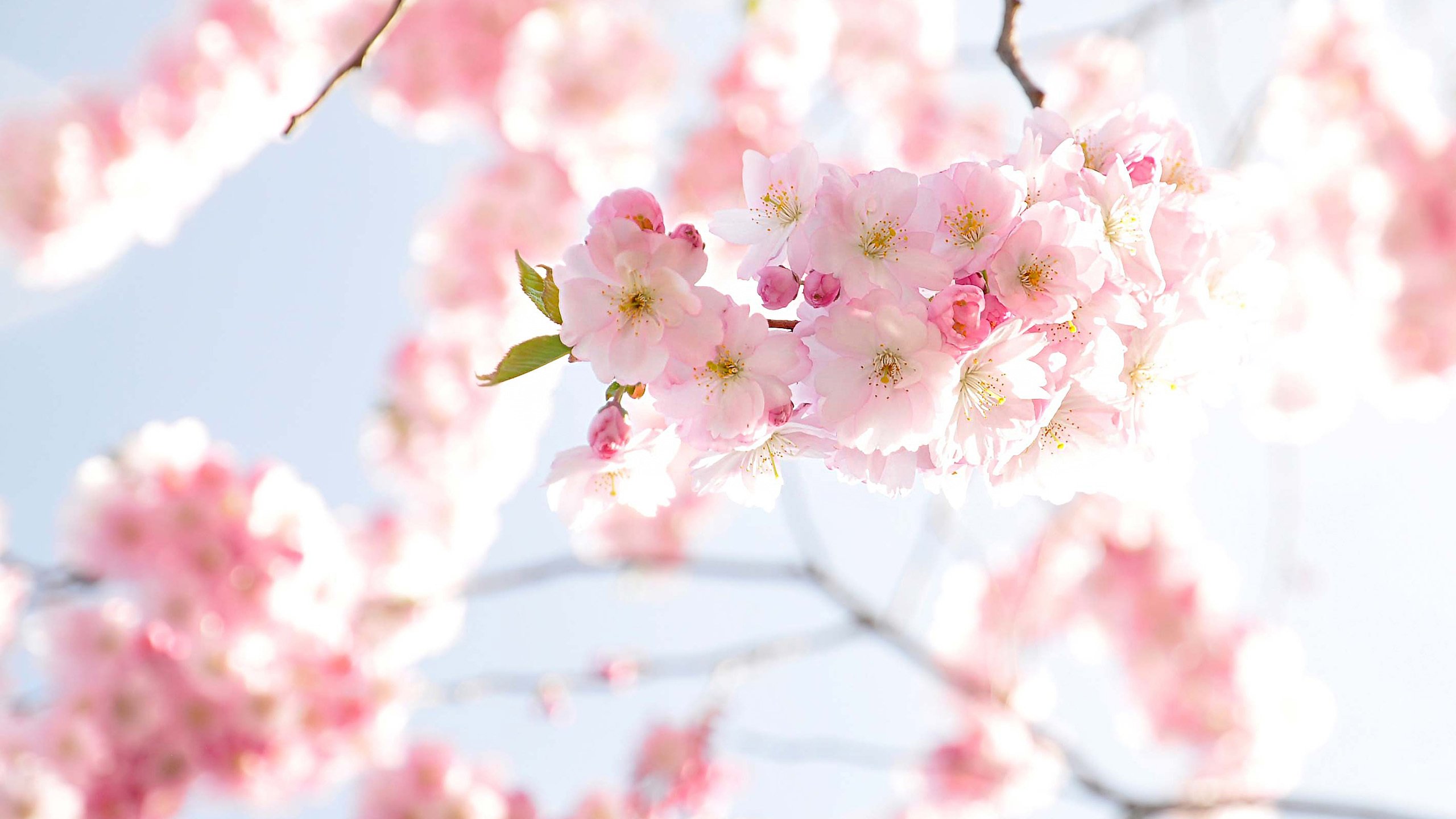 鸟语花香 梅花 鲜艳