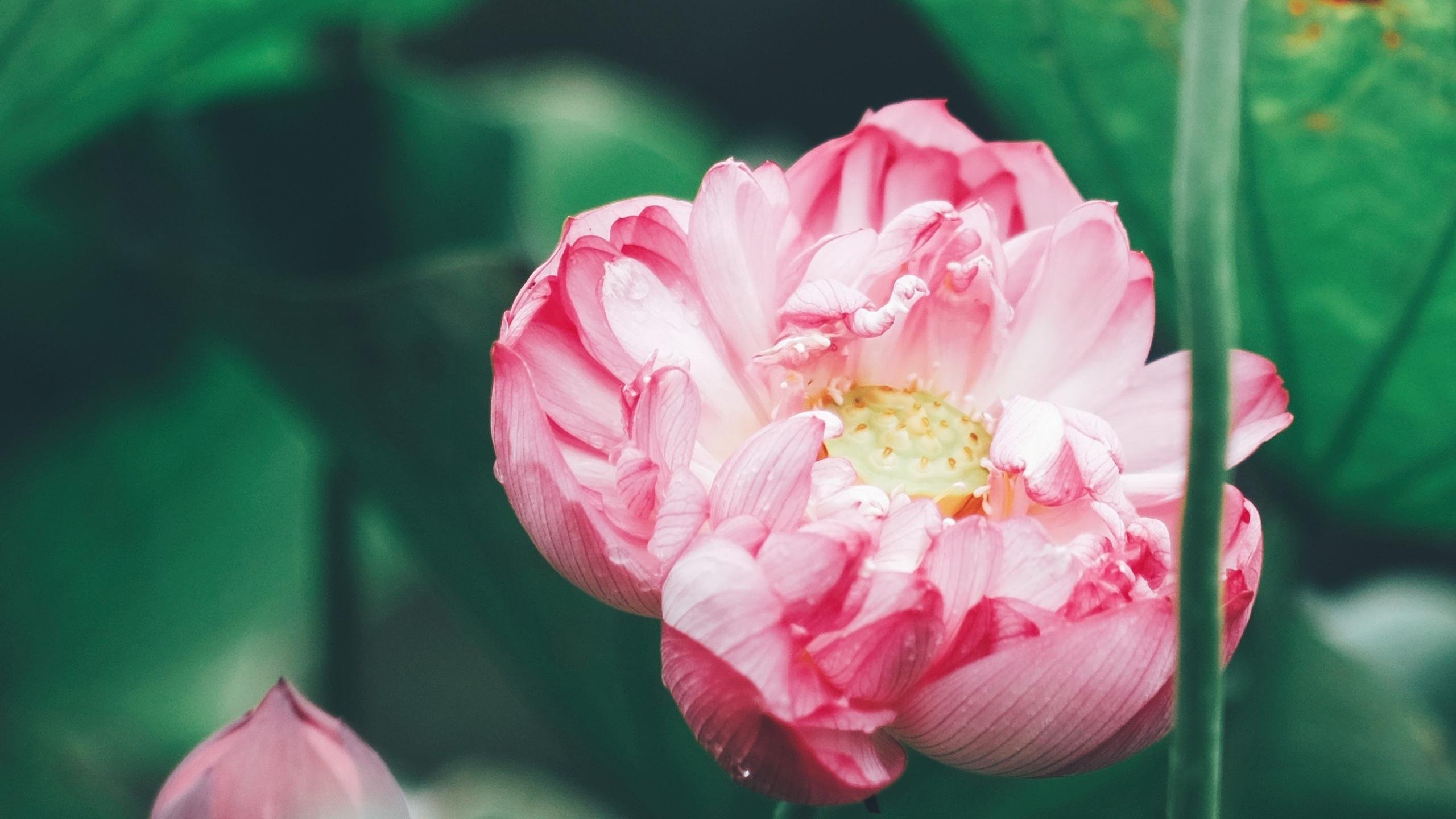 清新淡雅 清新 秀丽 荷花