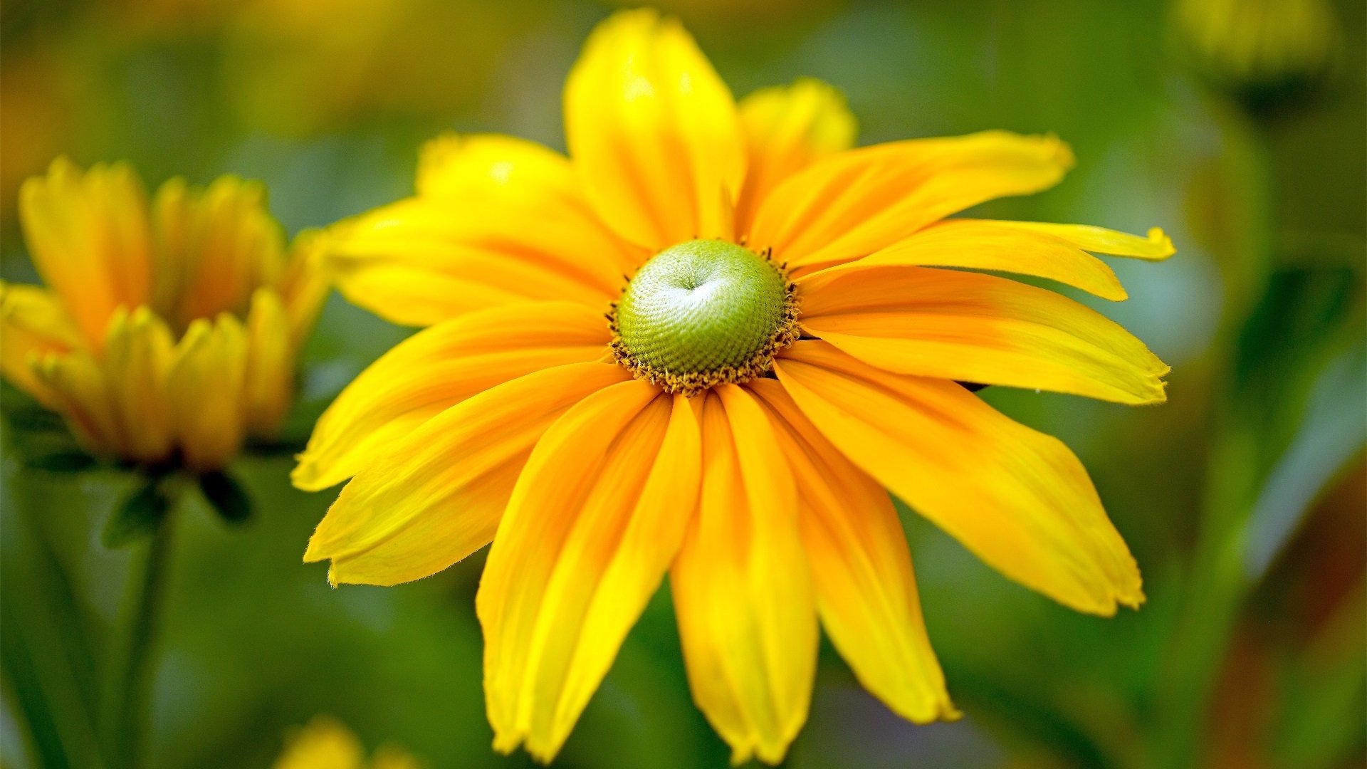 娇艳欲滴 野菊 木春菊