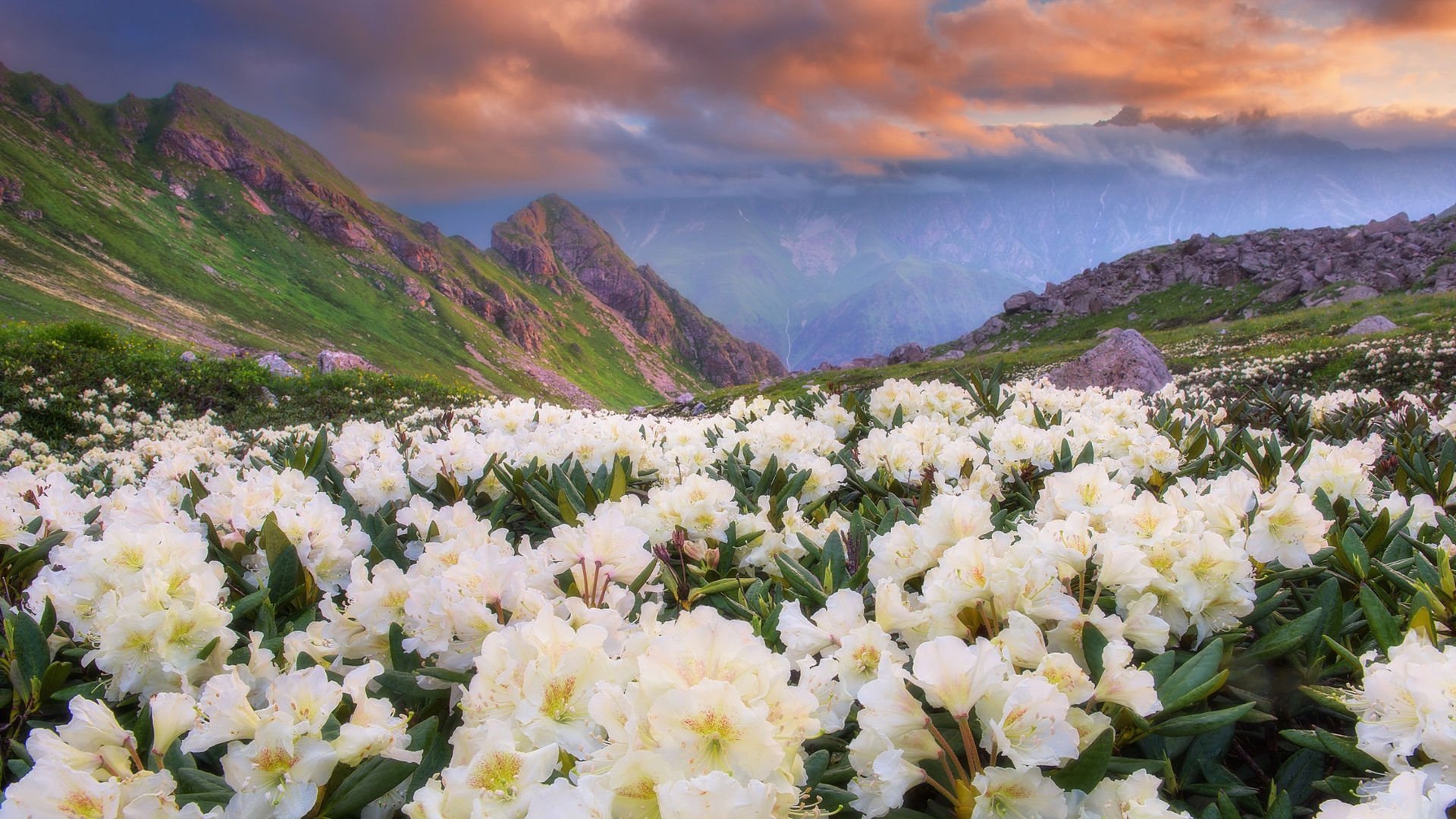 春意盎然 花丛 花海