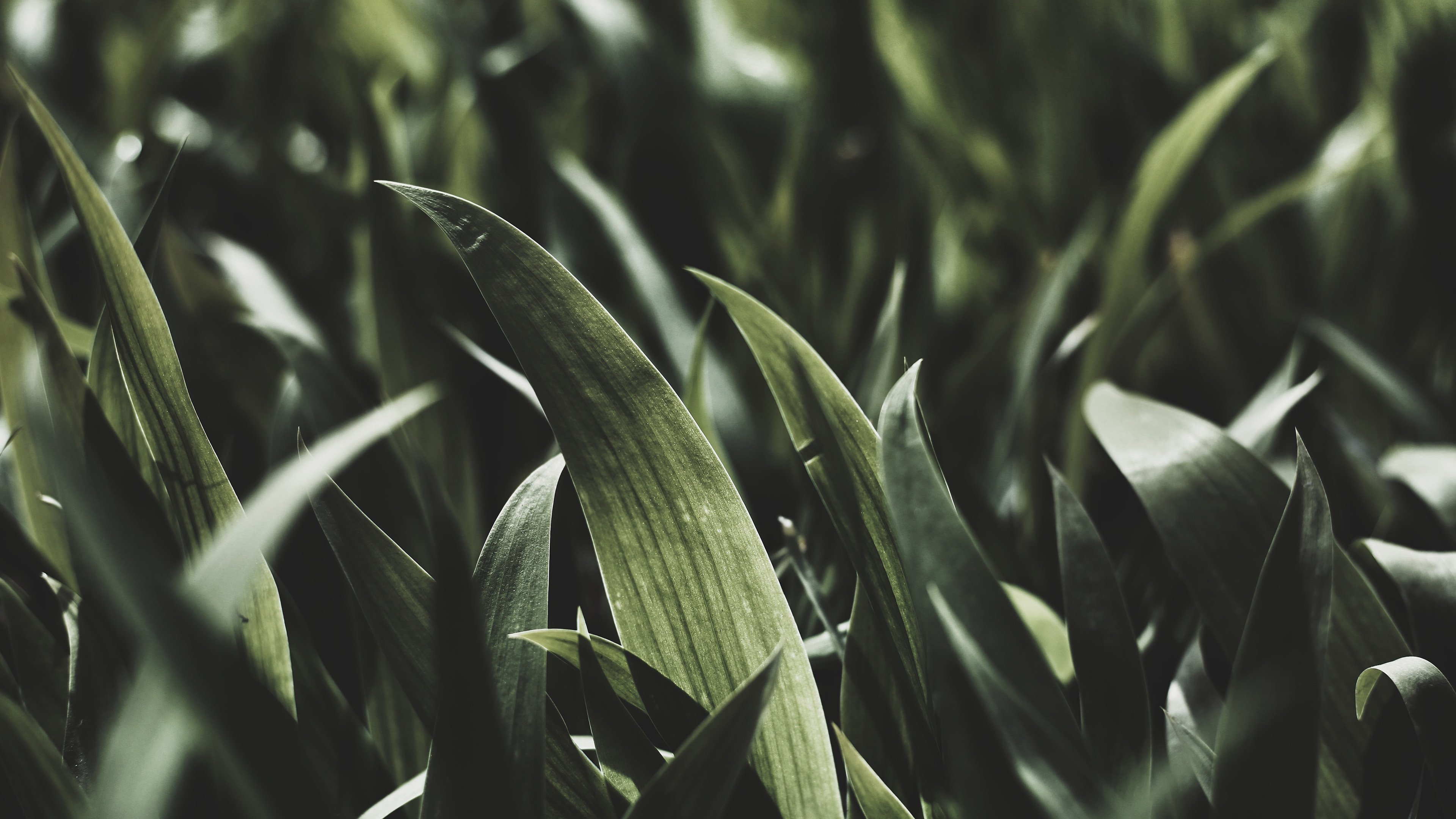 护眼壁纸 绿色 草丛