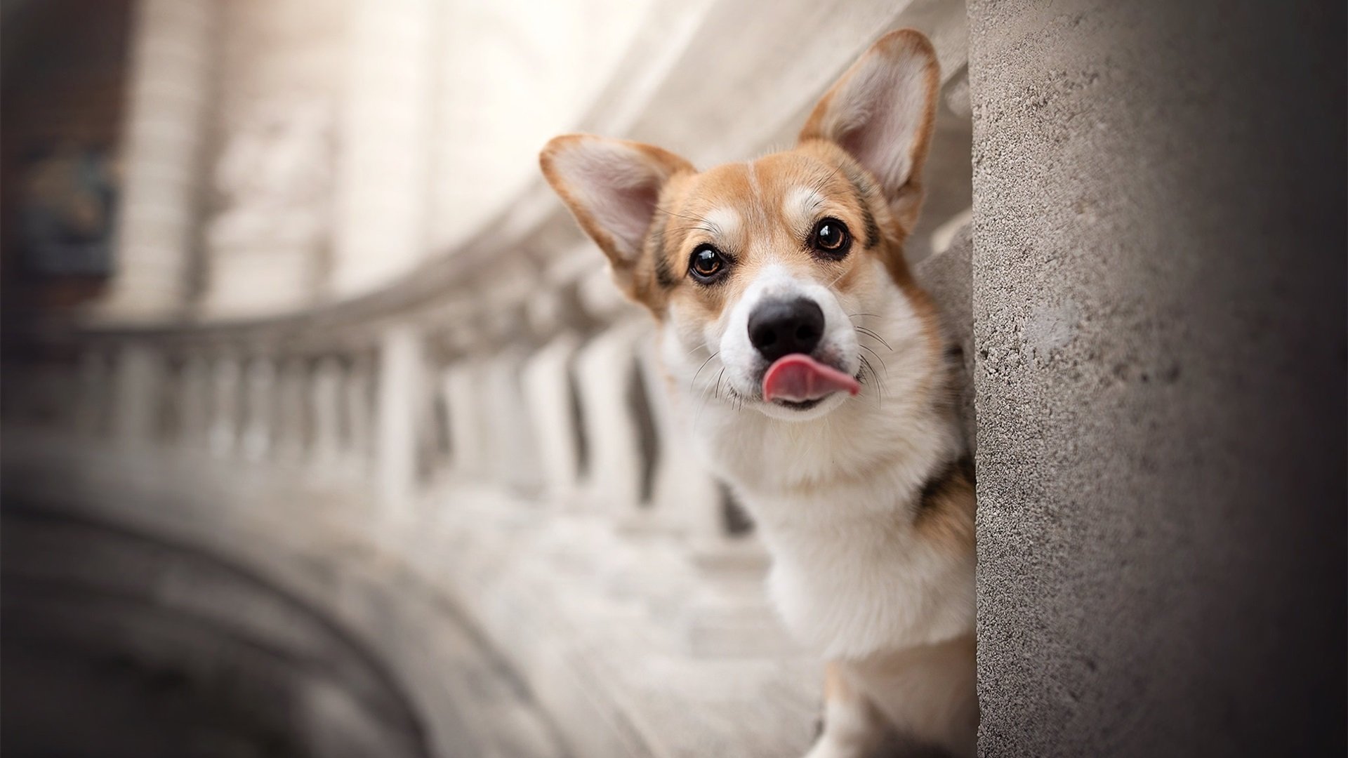 汪星人 偷看 柯基