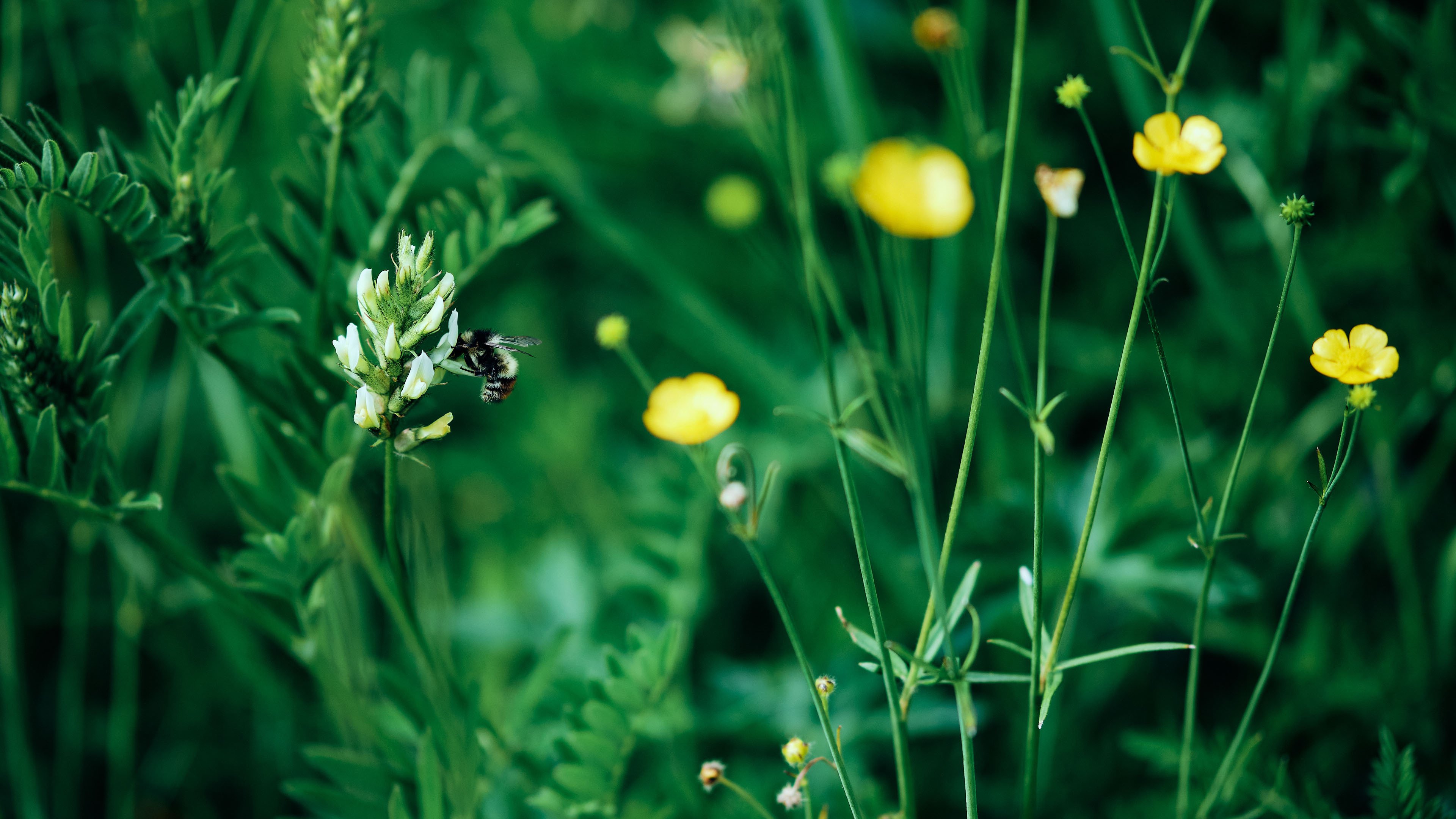护眼壁纸 花丛 草丛 蜜蜂 野花