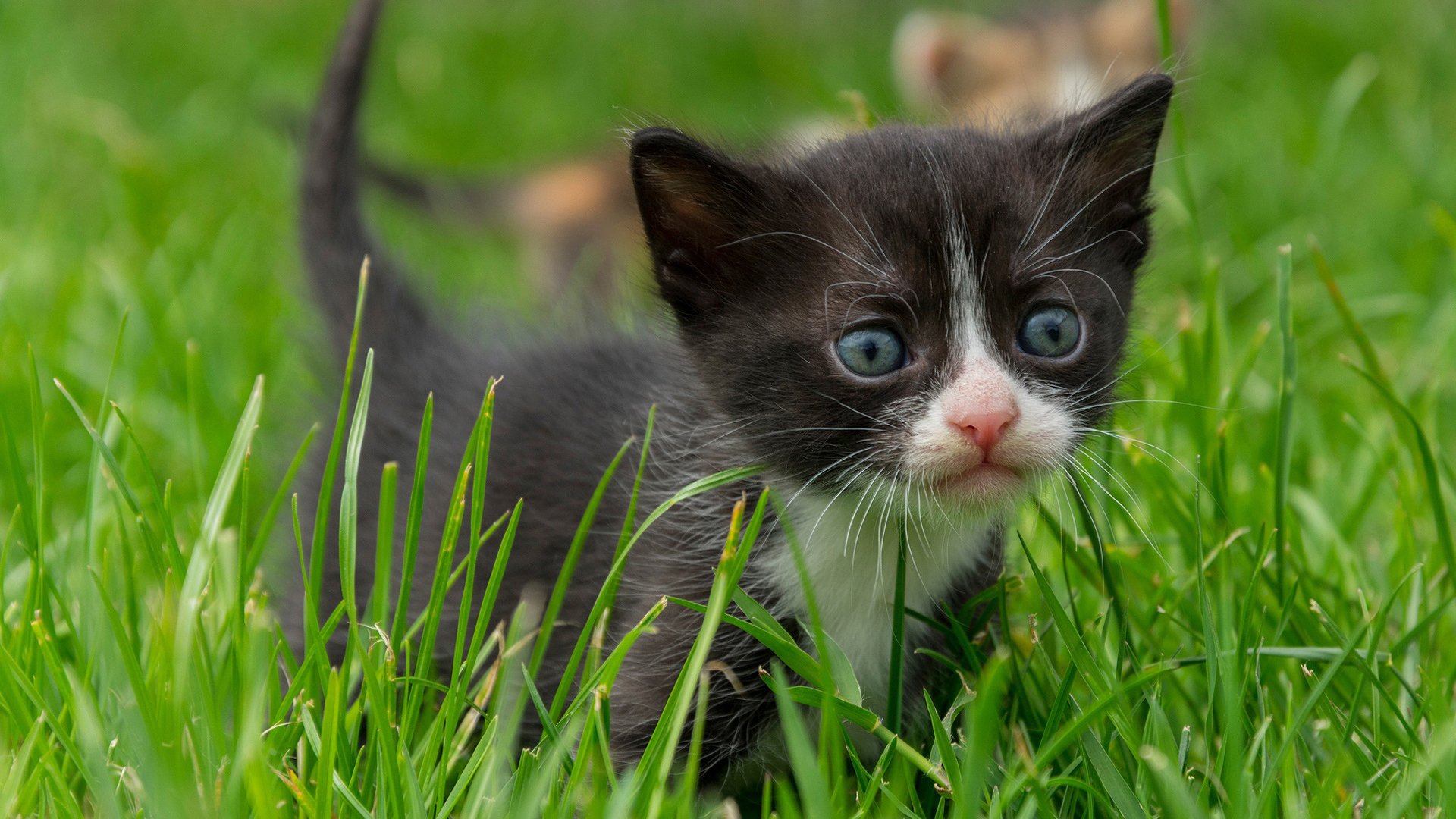 喵星人 黑猫 草丛