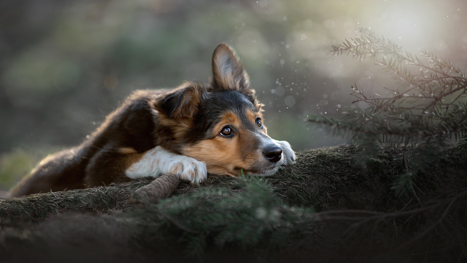 汪星人 可爱 狗狗 光影