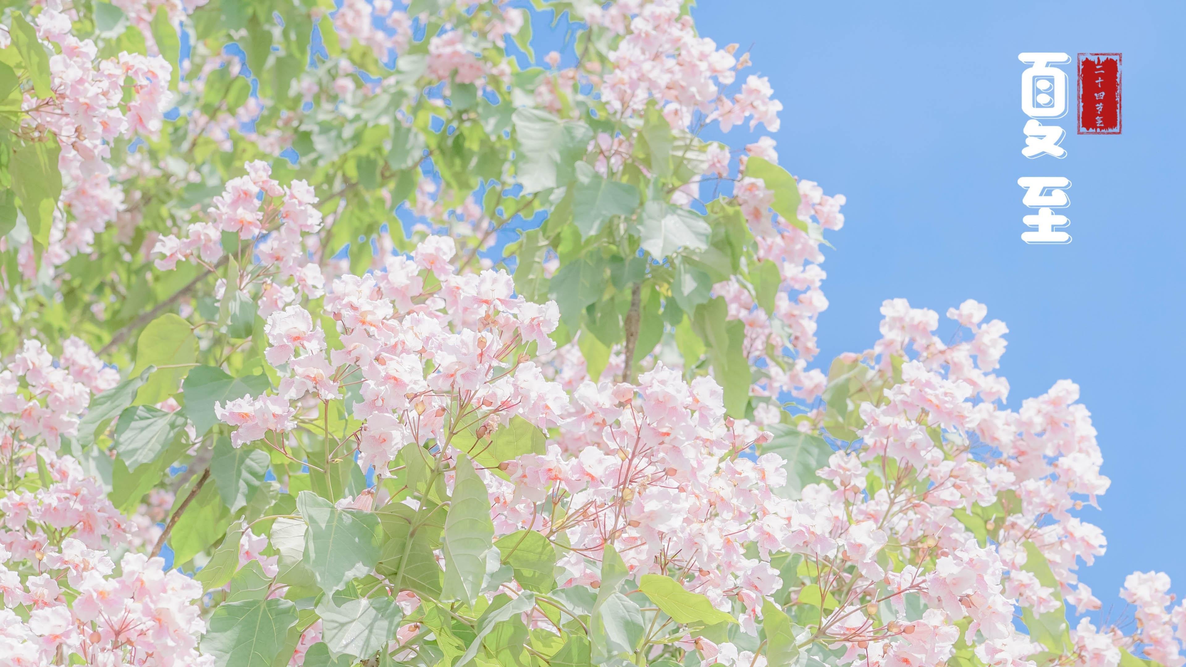 清新淡雅 清新 唯美 夏至 鲜花