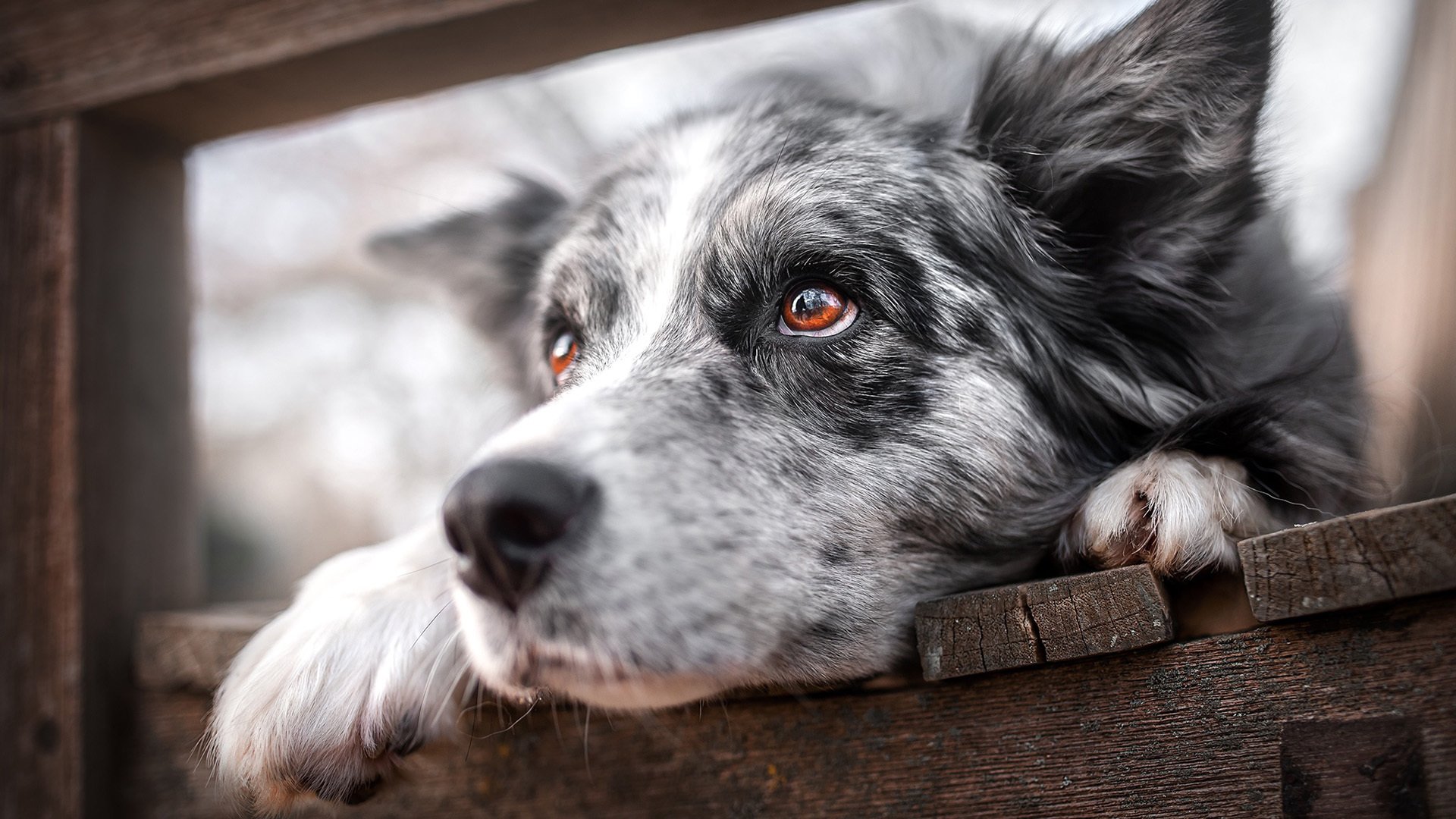 汪星人 狗狗 可爱 心事