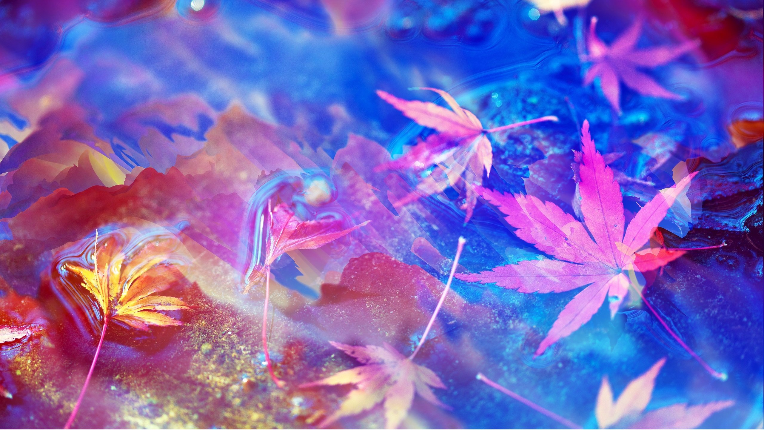 枫叶 五彩 梦幻