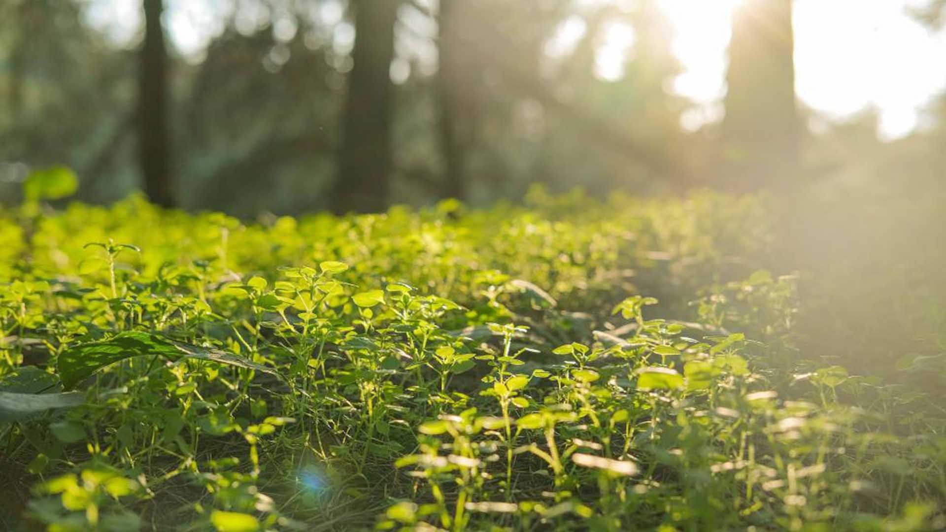 春意盎然 草地 阳光 萌芽