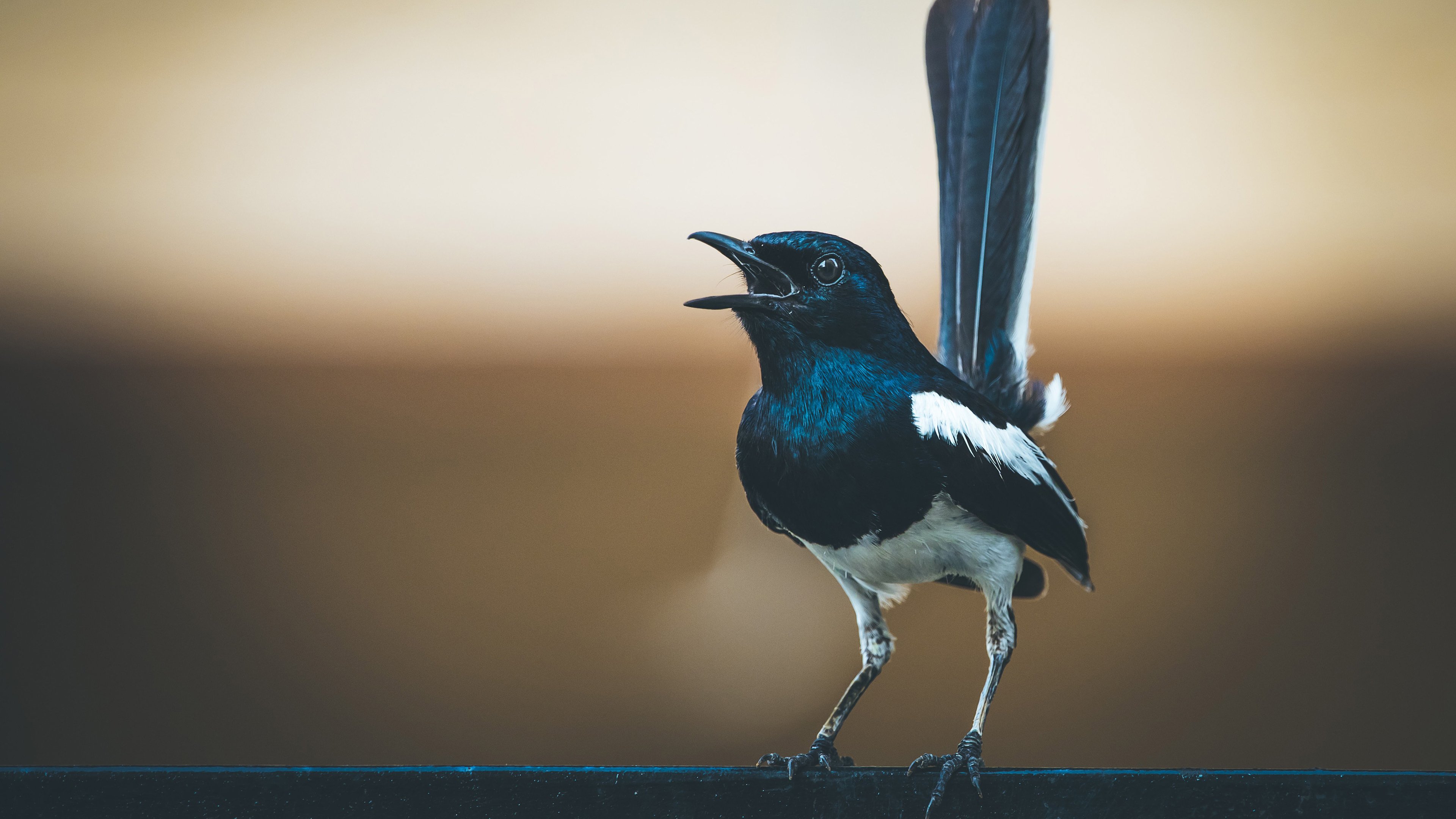 小鸟天地 蛇尾雀 特写