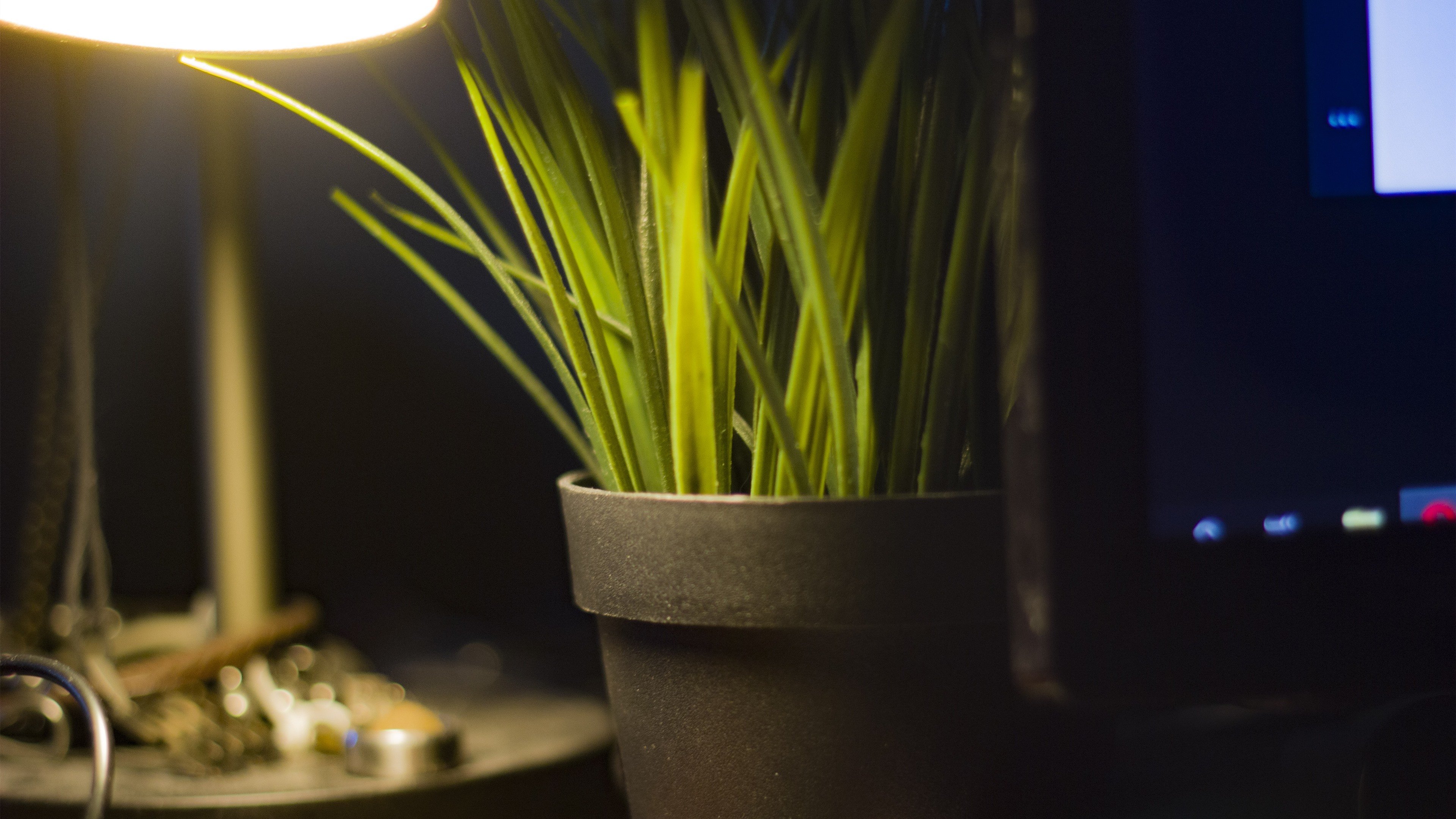 静物写真 小草 盆栽