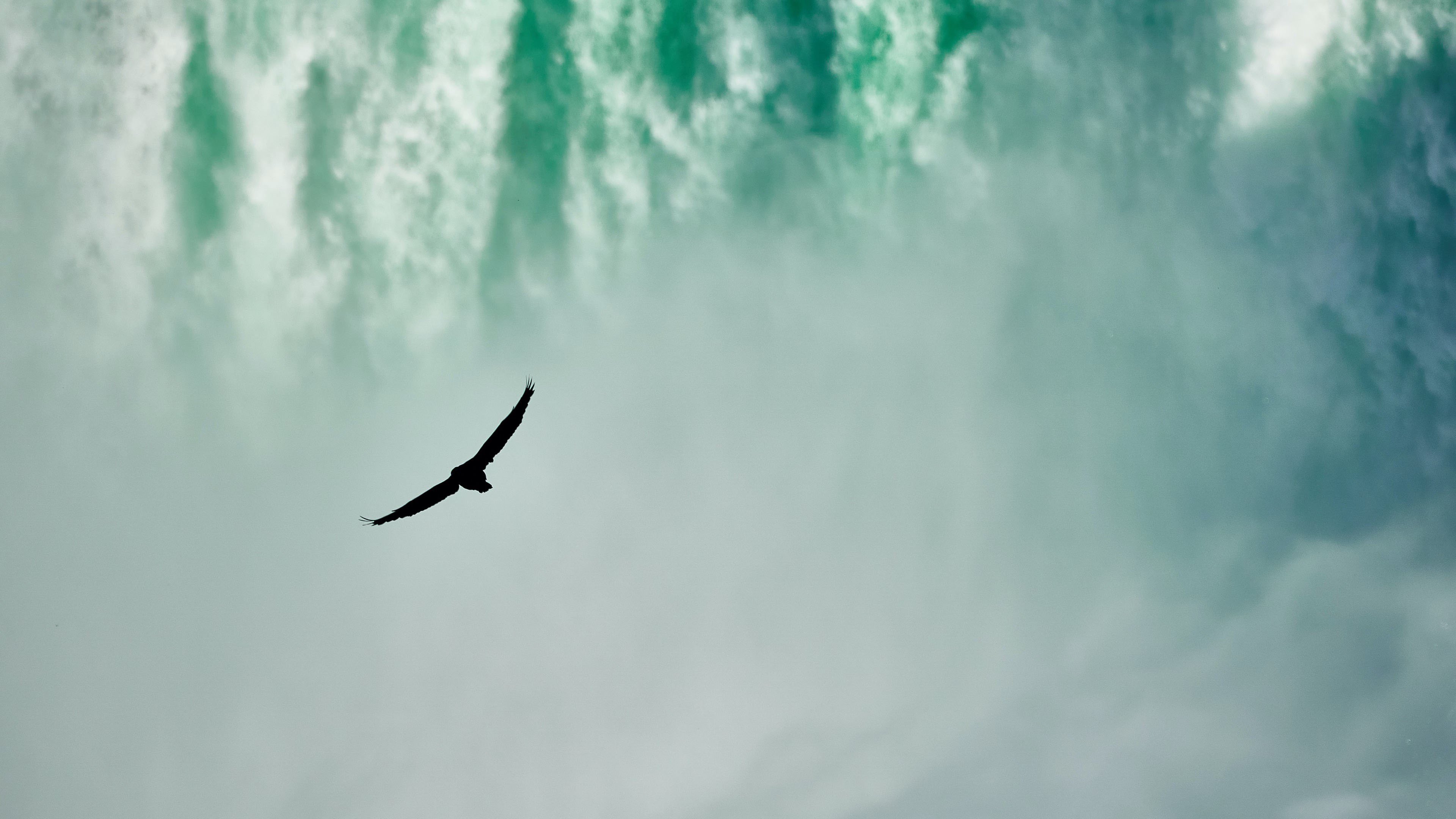 海浪 老鹰 大海 壮阔 巨浪