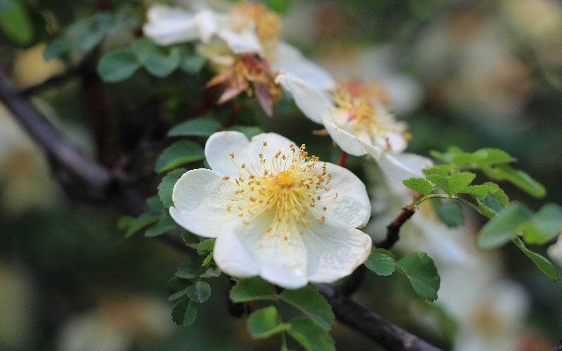清新淡雅  梨花 唯美  洁白