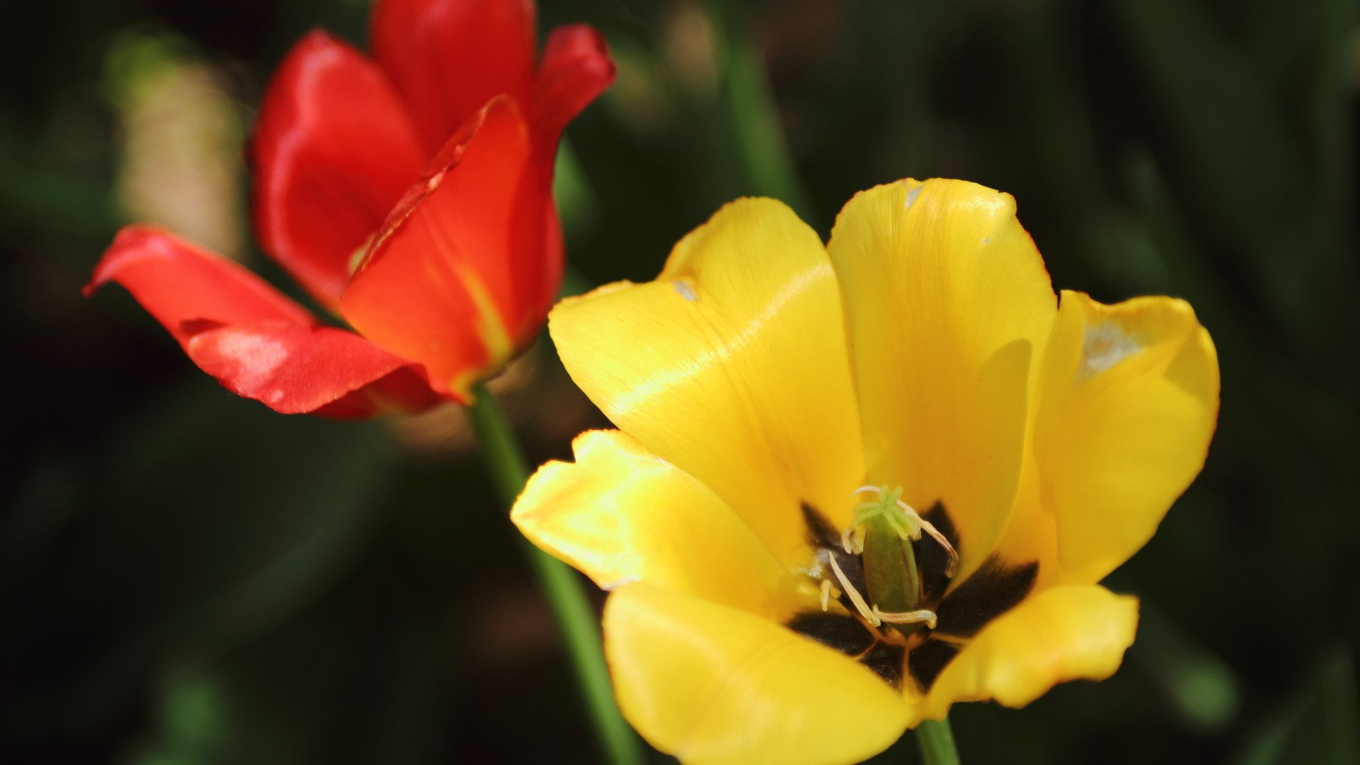 清新  小花  阳光