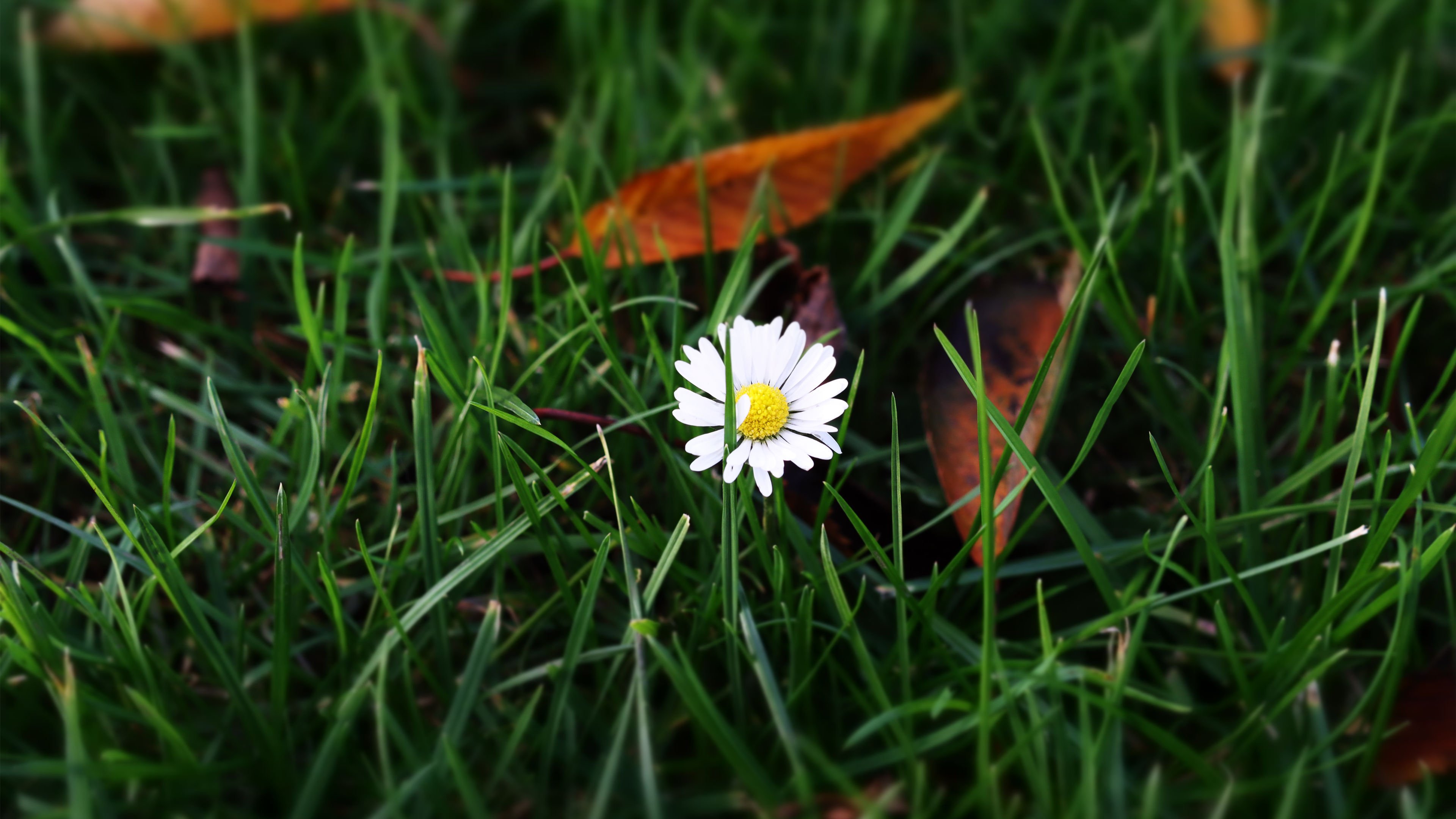 娇艳欲滴 小野花 雏菊 草地 落叶