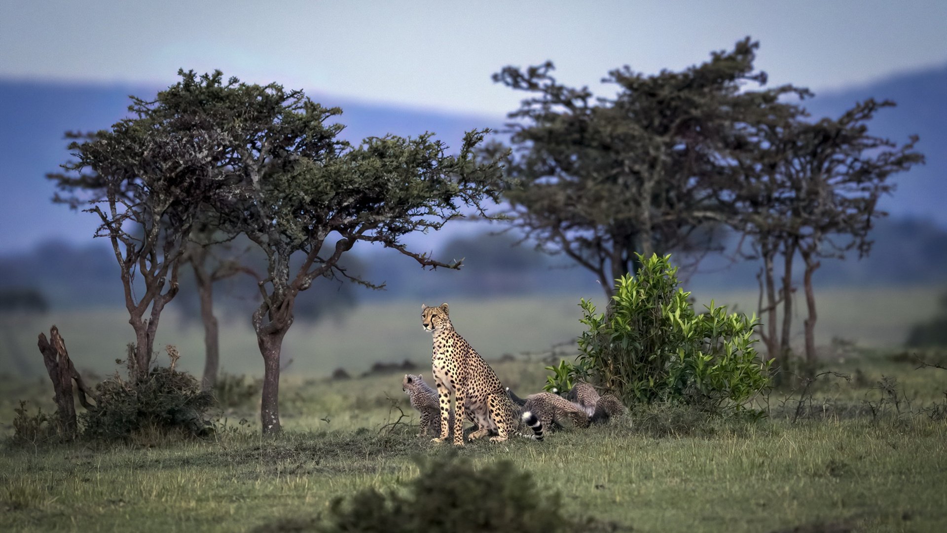 野生动物 豹子 非洲