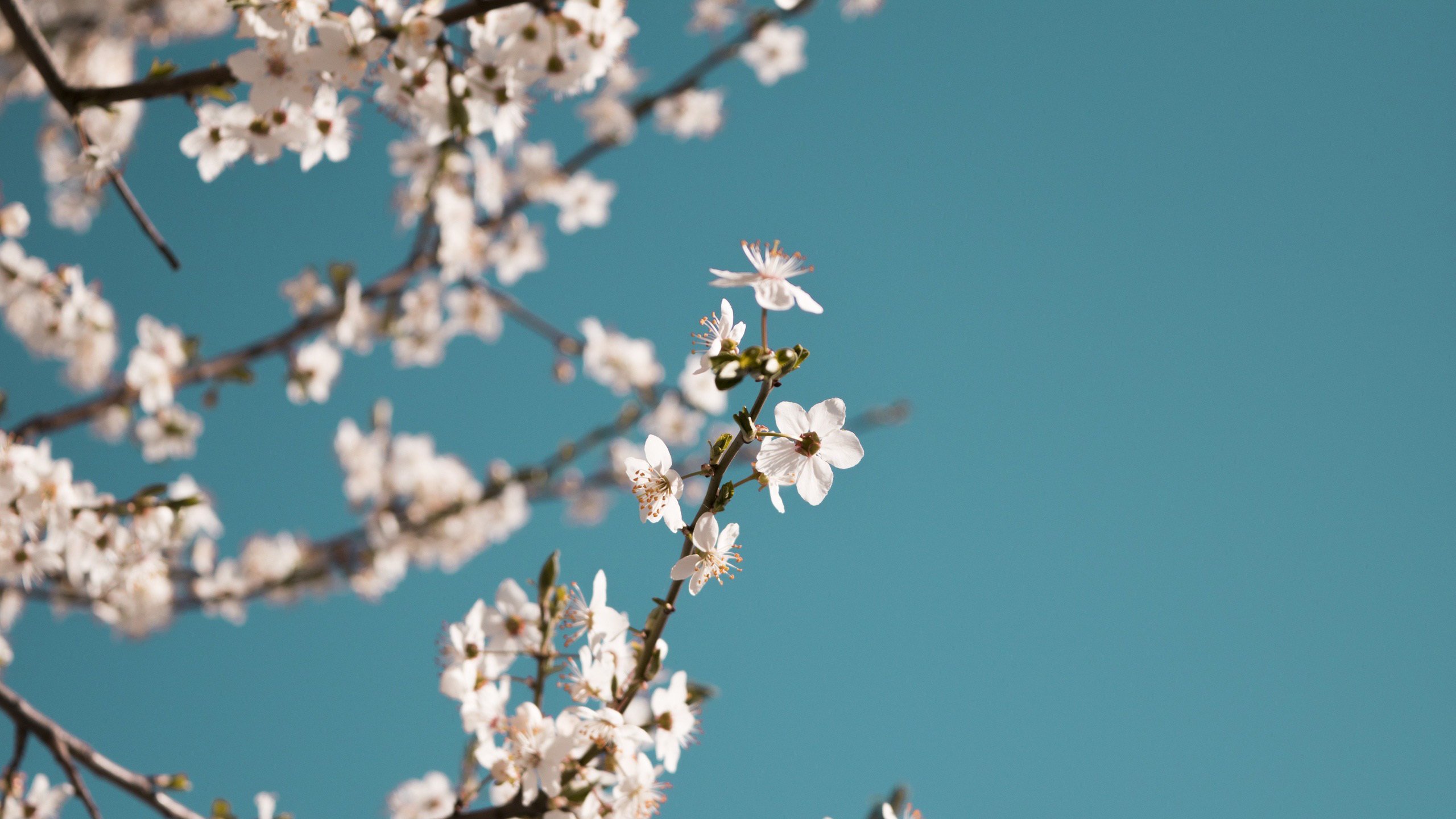 娇艳欲滴 梅花 文艺 岁寒三友