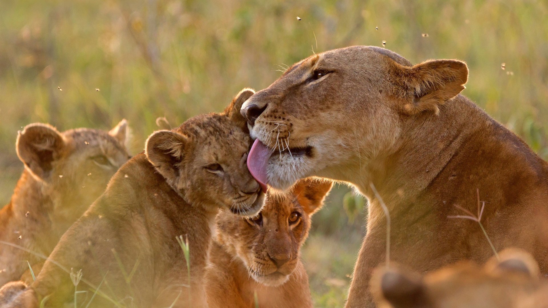 野生动物 狮子 狮宝宝