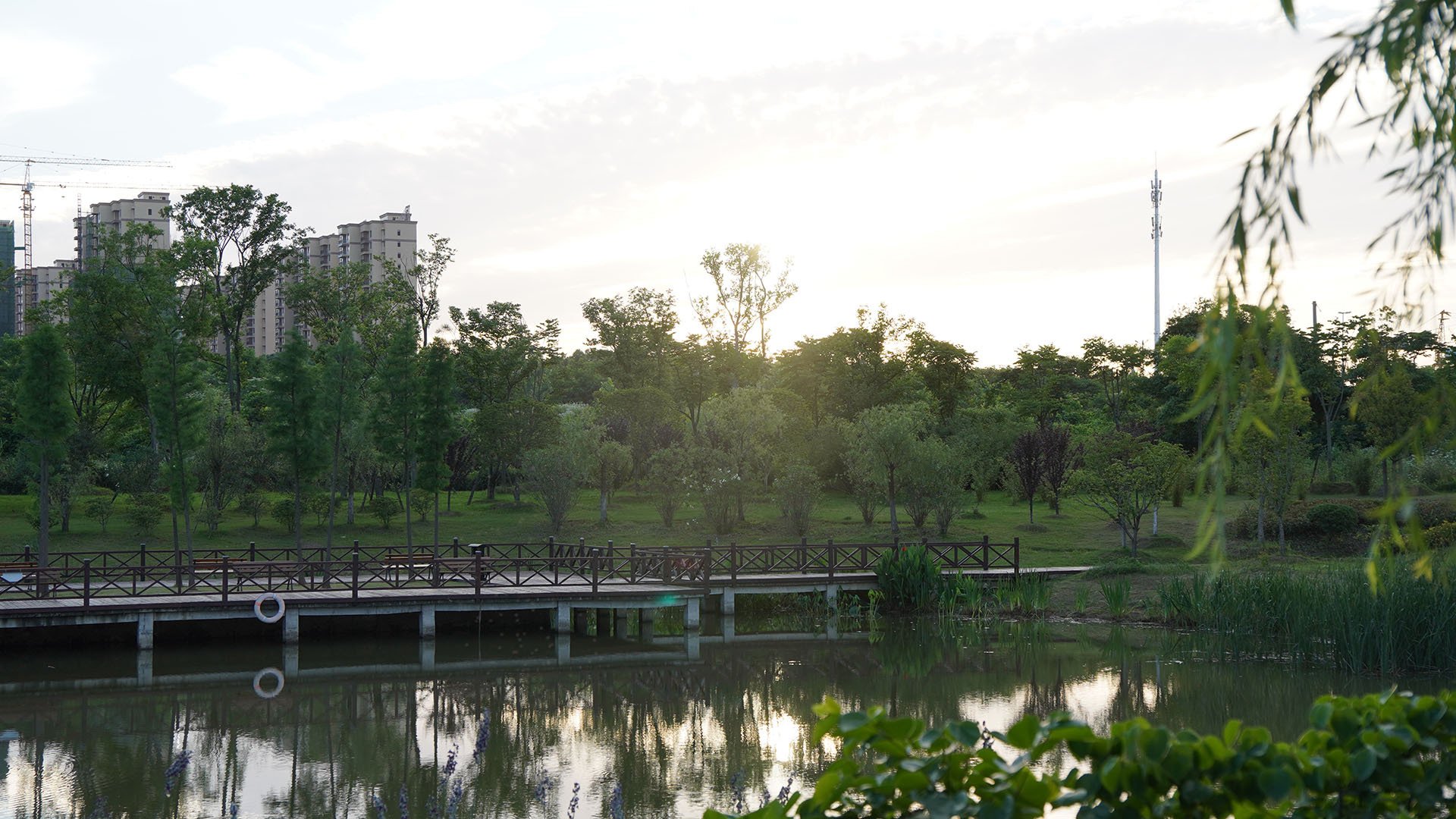 乐乡学苑 柳树 倒影 日出