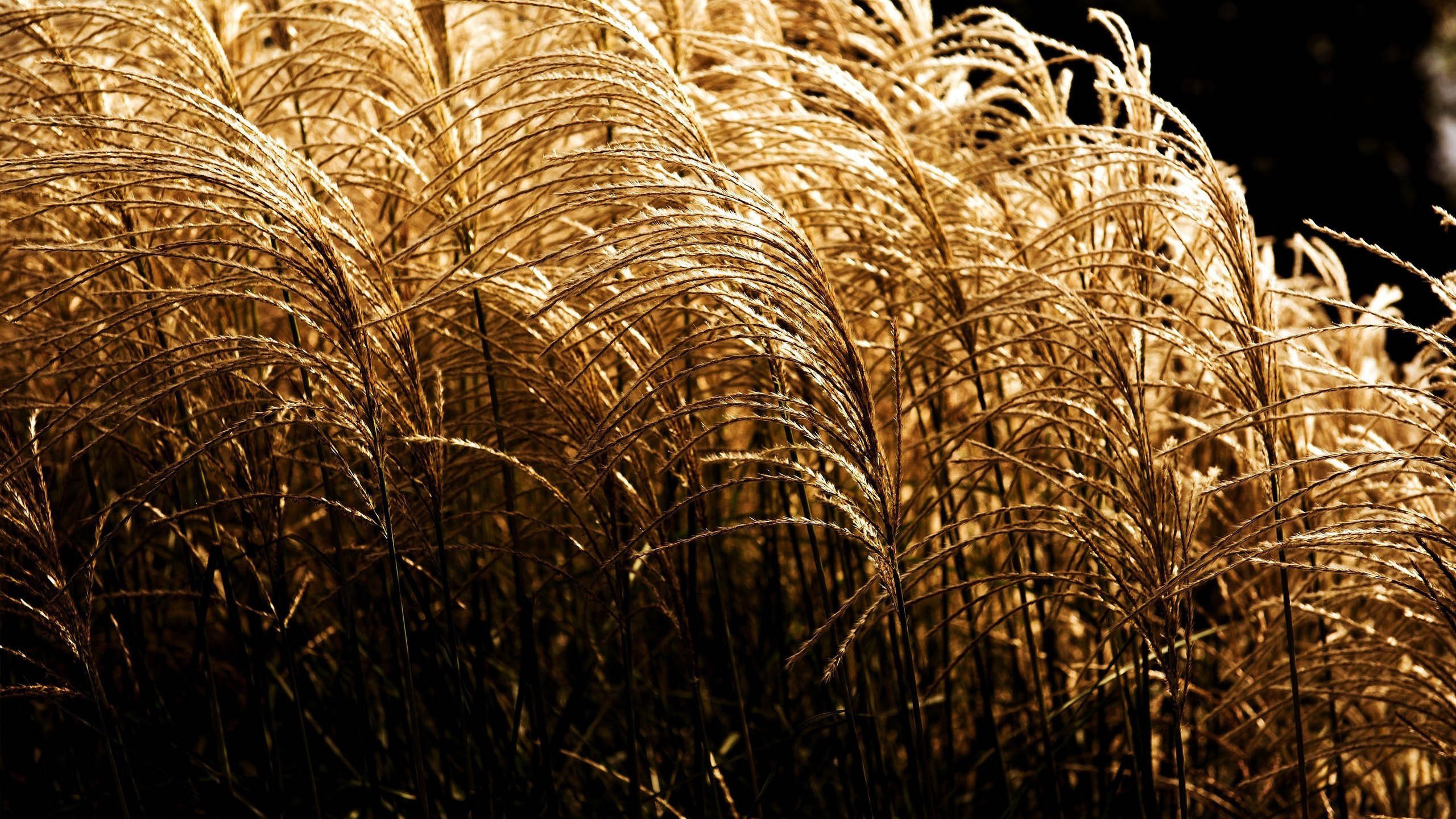 自然风光 芦苇 秋天 郊外